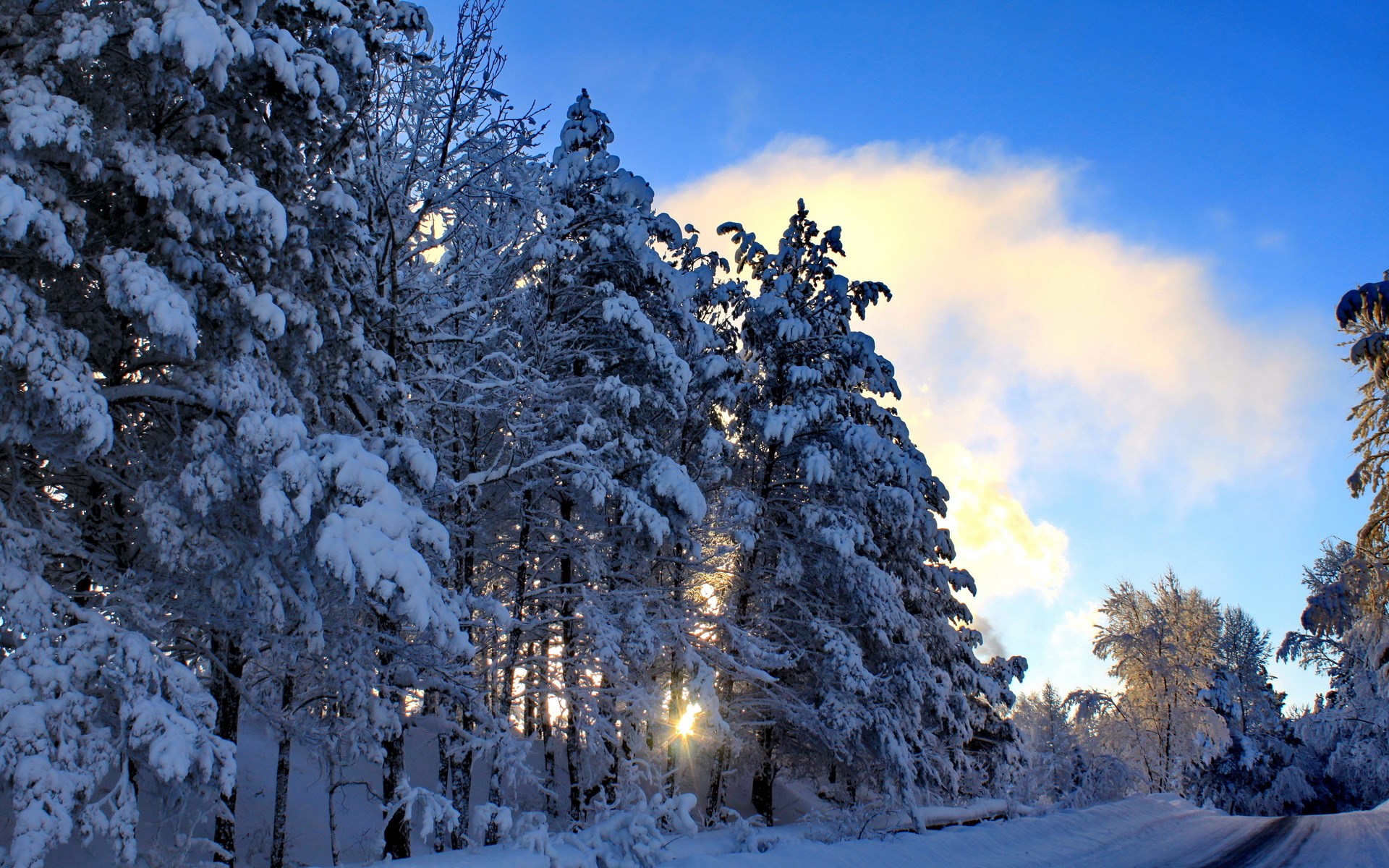 Snow-covered trees along a winter road HD Wallpaper