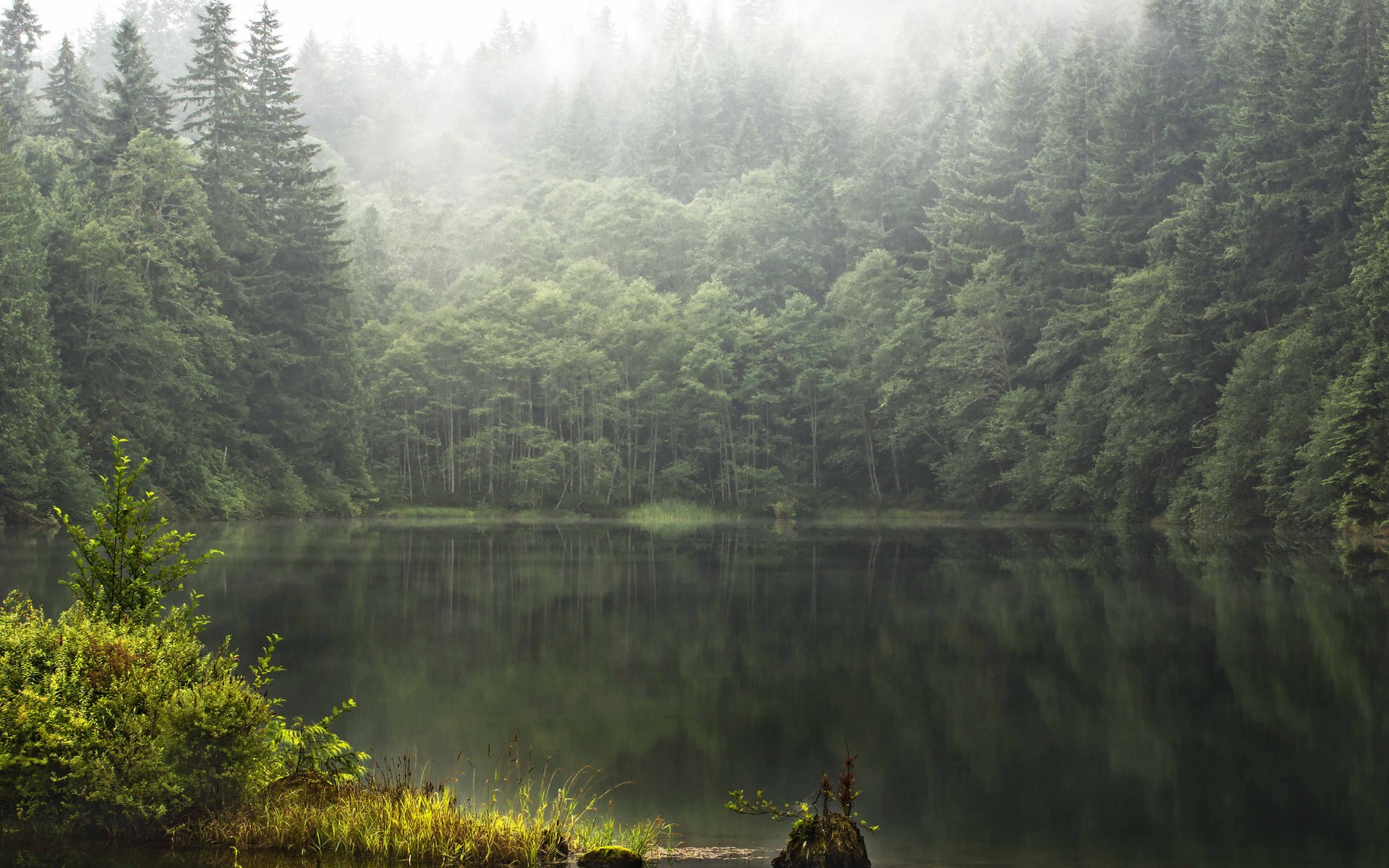 Misty forest lake with reflections HD Wallpaper