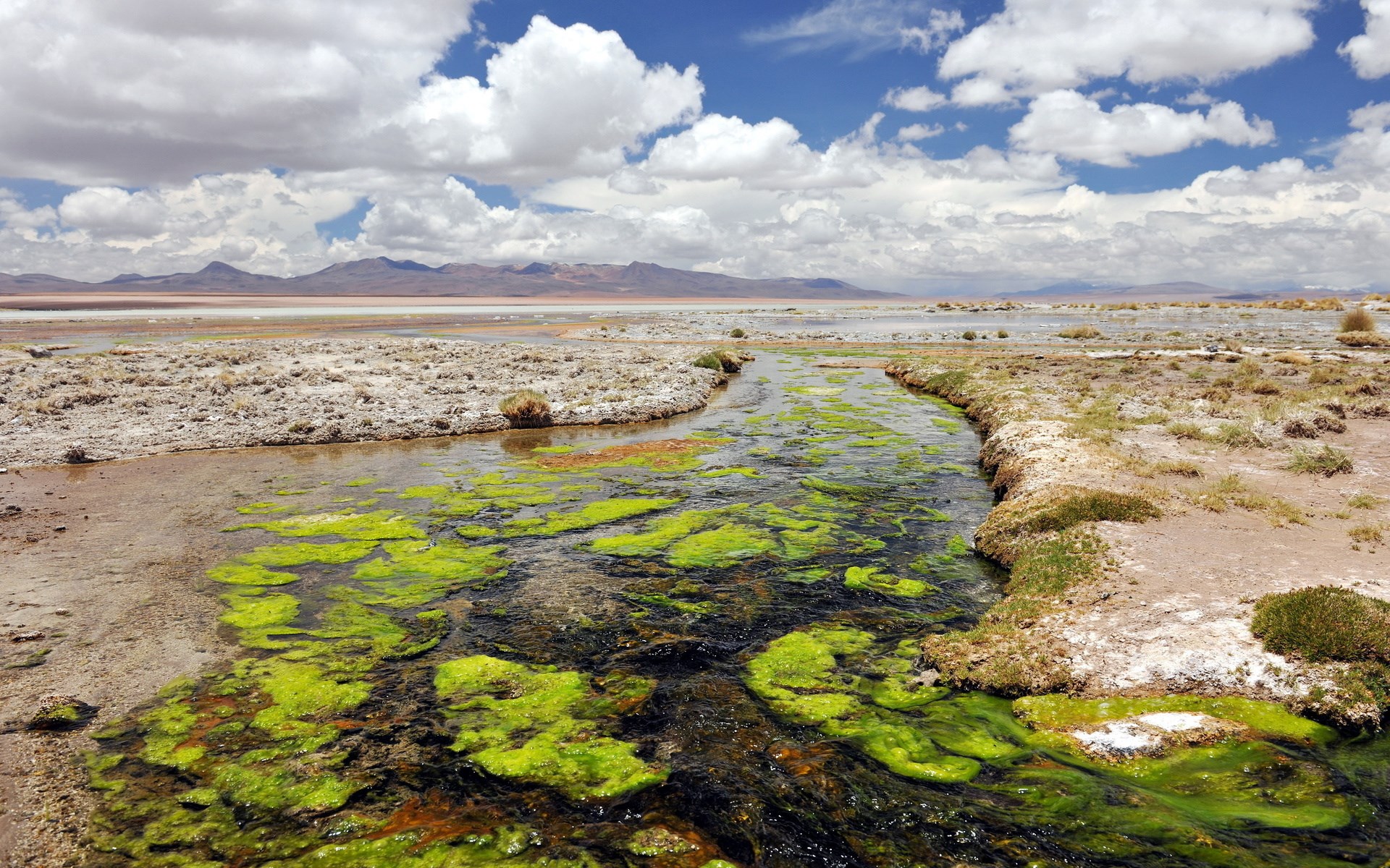 Stream with green algae in a dry landscape HD Wallpaper