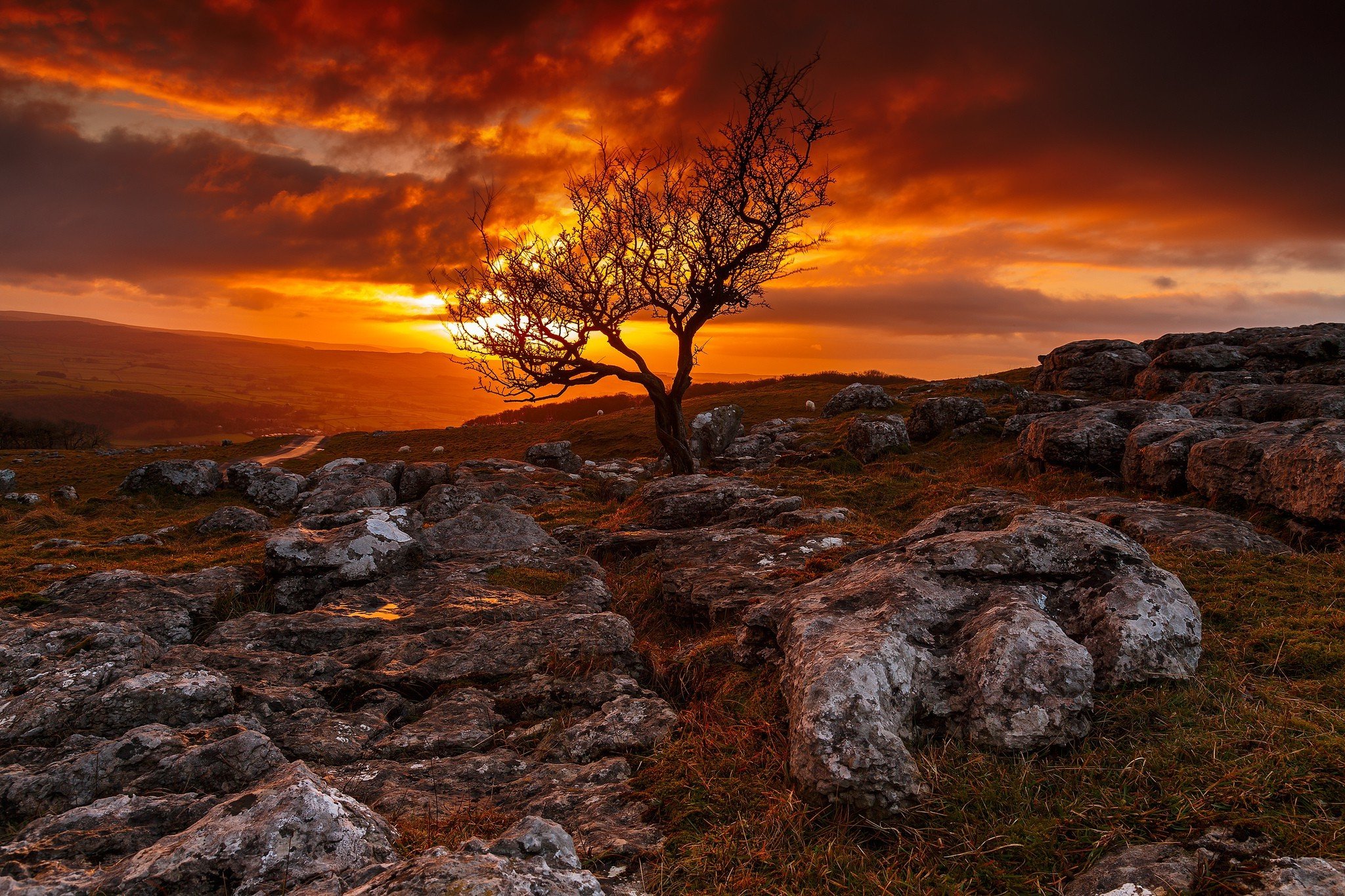 Tree on rocky hill during sunset HD Wallpaper