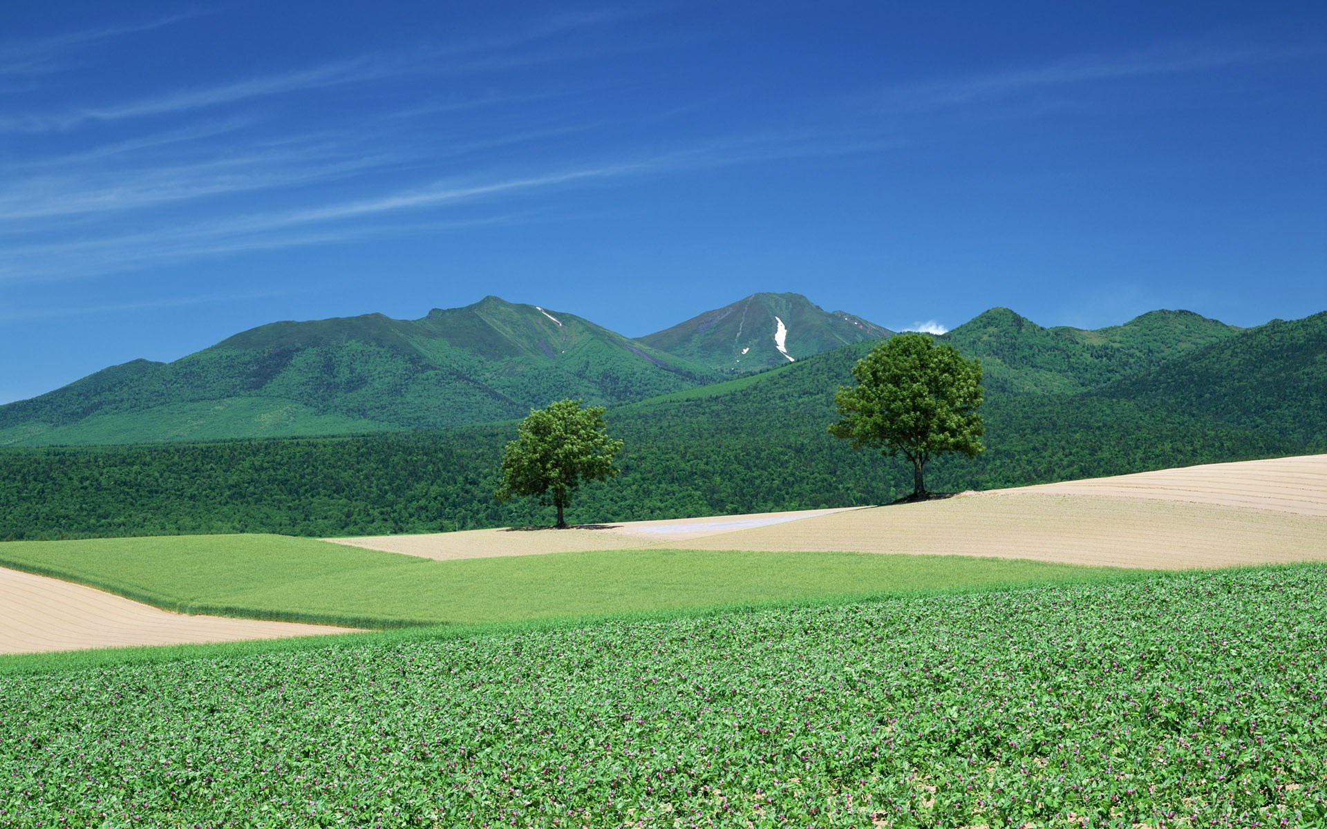 Rolling green hills with trees and mountains under a blue sky HD Wallpaper