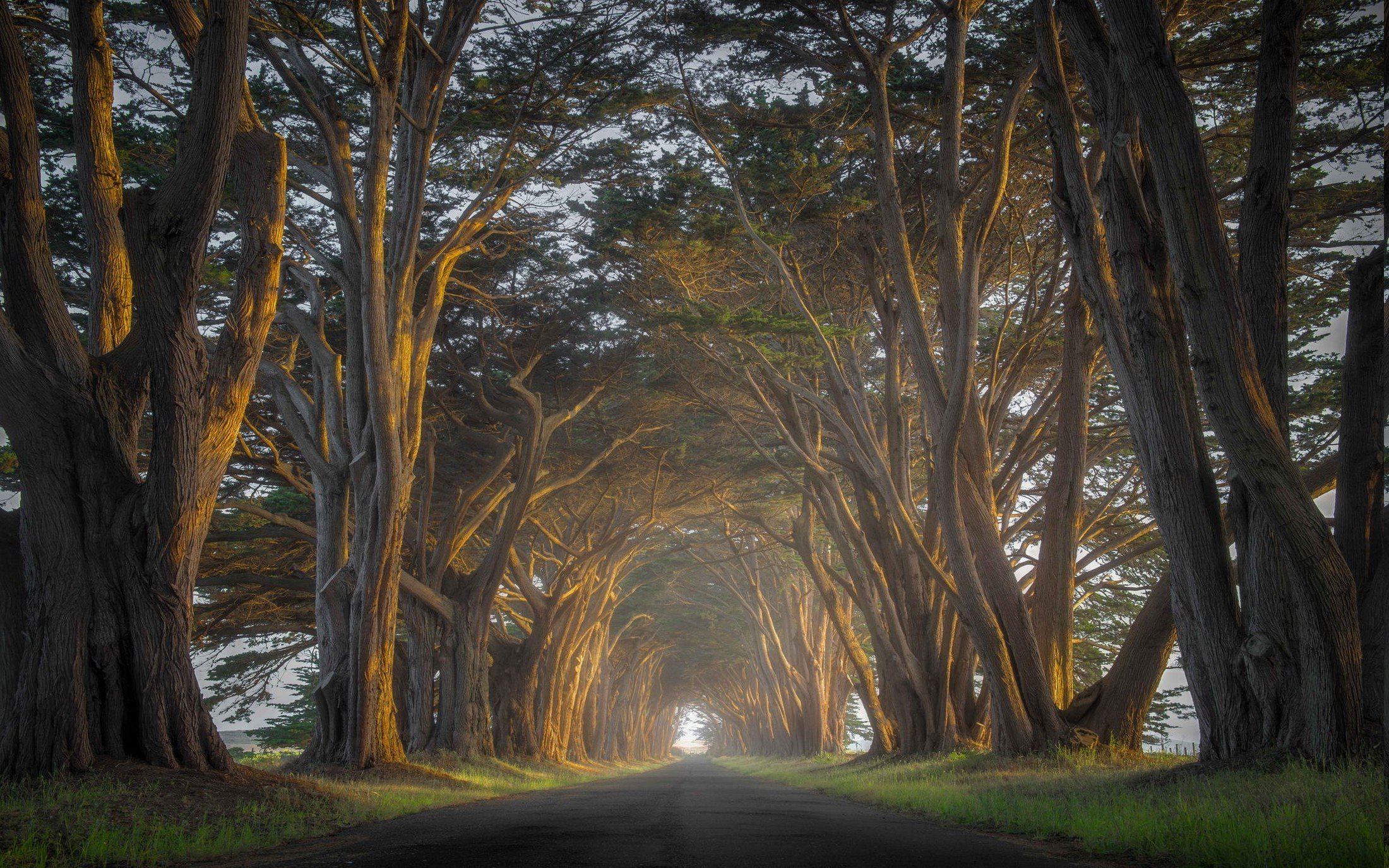 Road through a cypress tree tunnel at sunrise HD Wallpaper