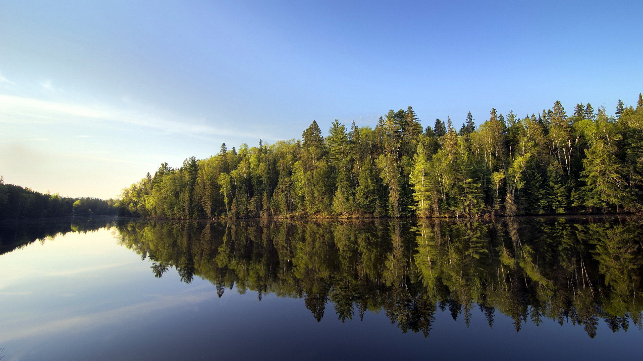 Forest reflected in a calm lake under a blue sky HD Wallpaper
