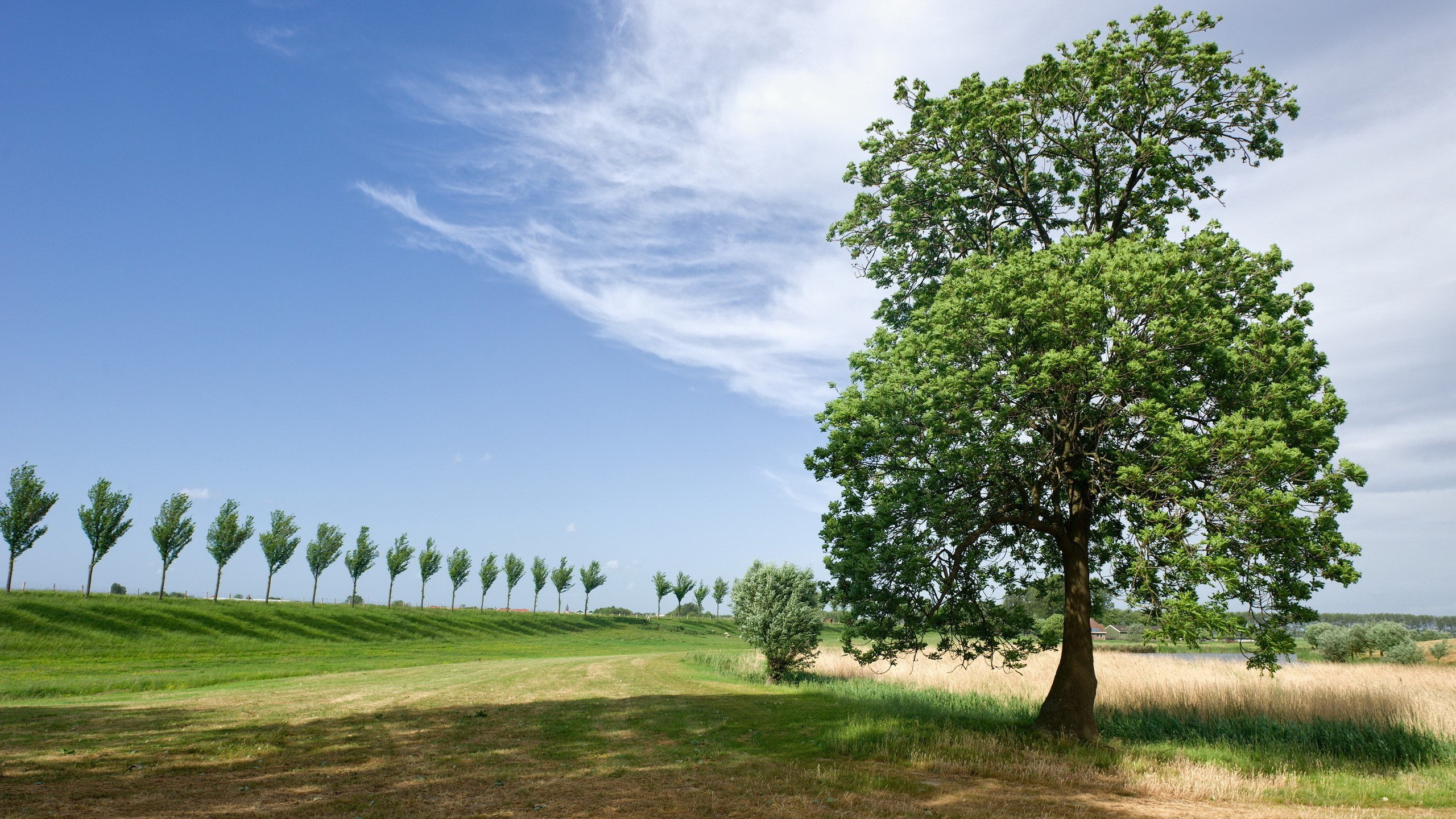 Trees and a grassy field under a blue sky HD Wallpaper