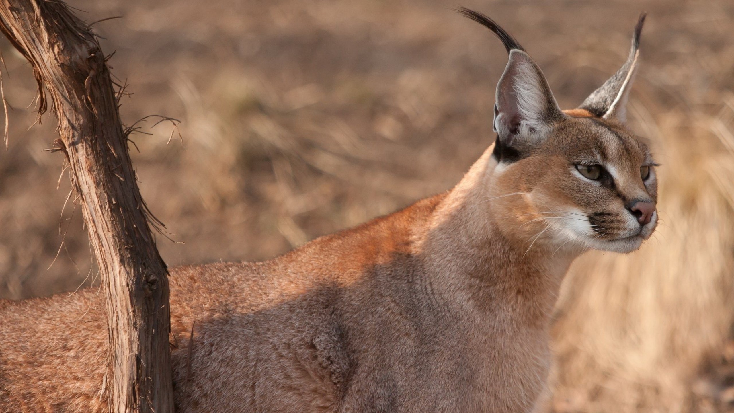 Caracal cat with tufted ears in dry grass HD Wallpaper
