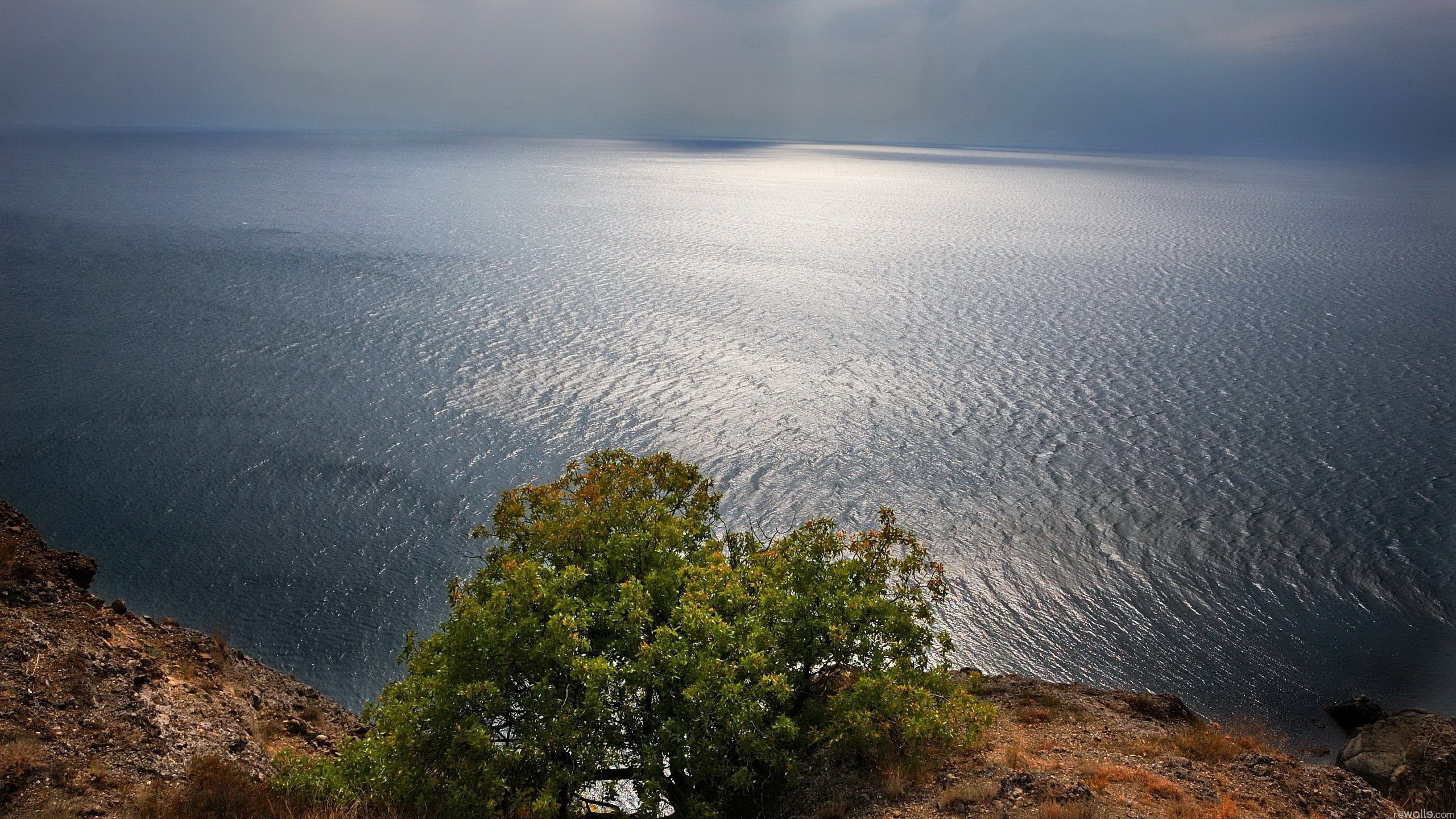 Tree on a cliff overlooking the sea HD Wallpaper