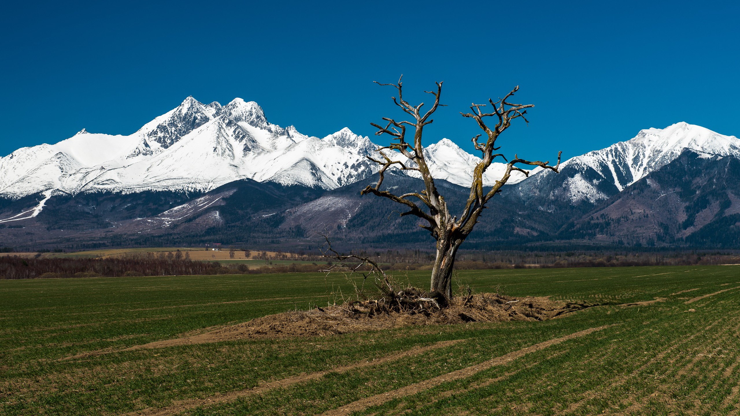 Dead tree in a field with snow-capped mountains HD Wallpaper