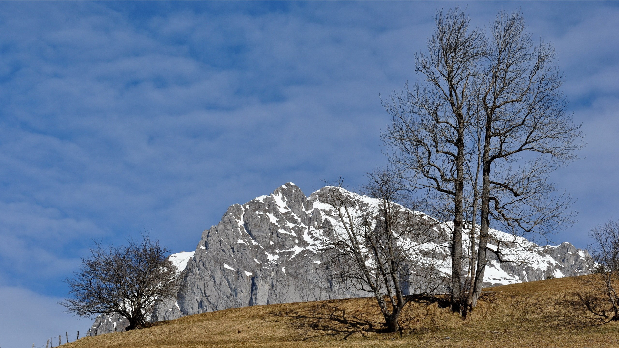 Snow-capped mountain and bare trees under blue sky HD Wallpaper