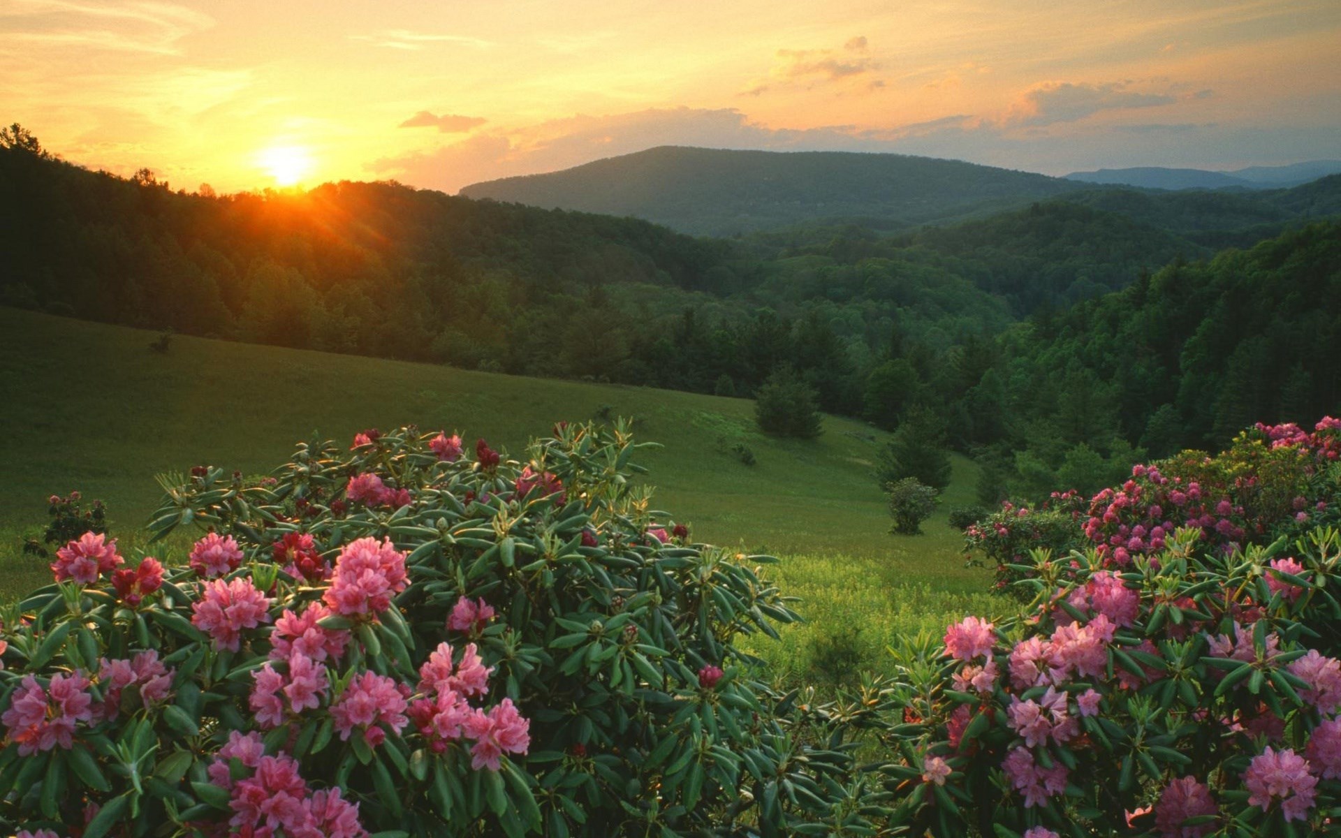 Sunset over rolling hills with pink rhododendrons HD Wallpaper