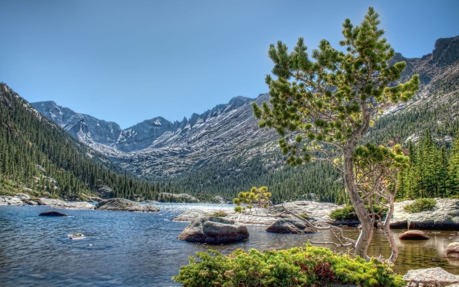 Mountain lake with pine trees and rocky shore HD Wallpaper