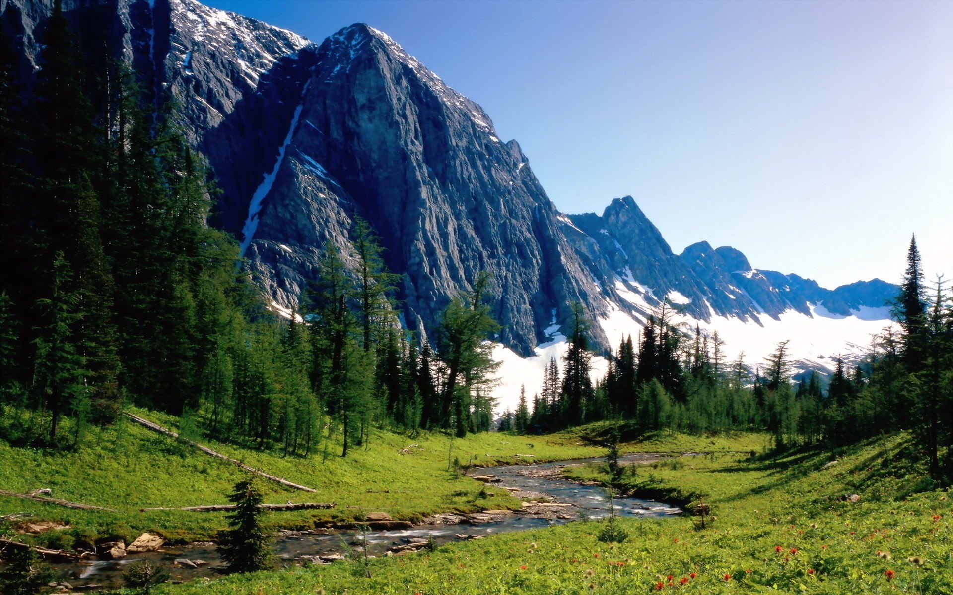 Mountain landscape with stream and pine trees HD Wallpaper