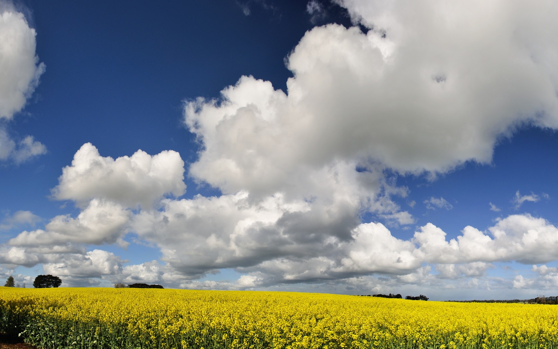 Field of yellow flowers under a cloudy blue sky HD Wallpaper