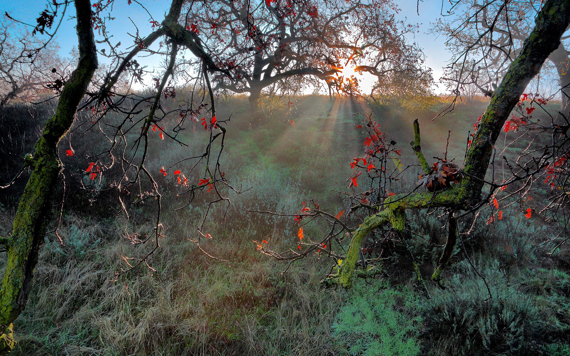 Sunbeams through trees with red leaves and mist HD Wallpaper
