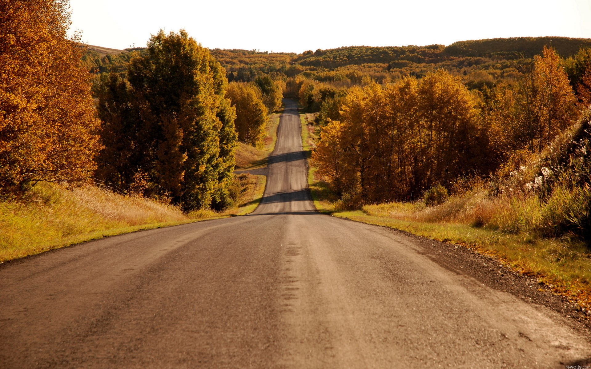 Empty road through autumn forest HD Wallpaper
