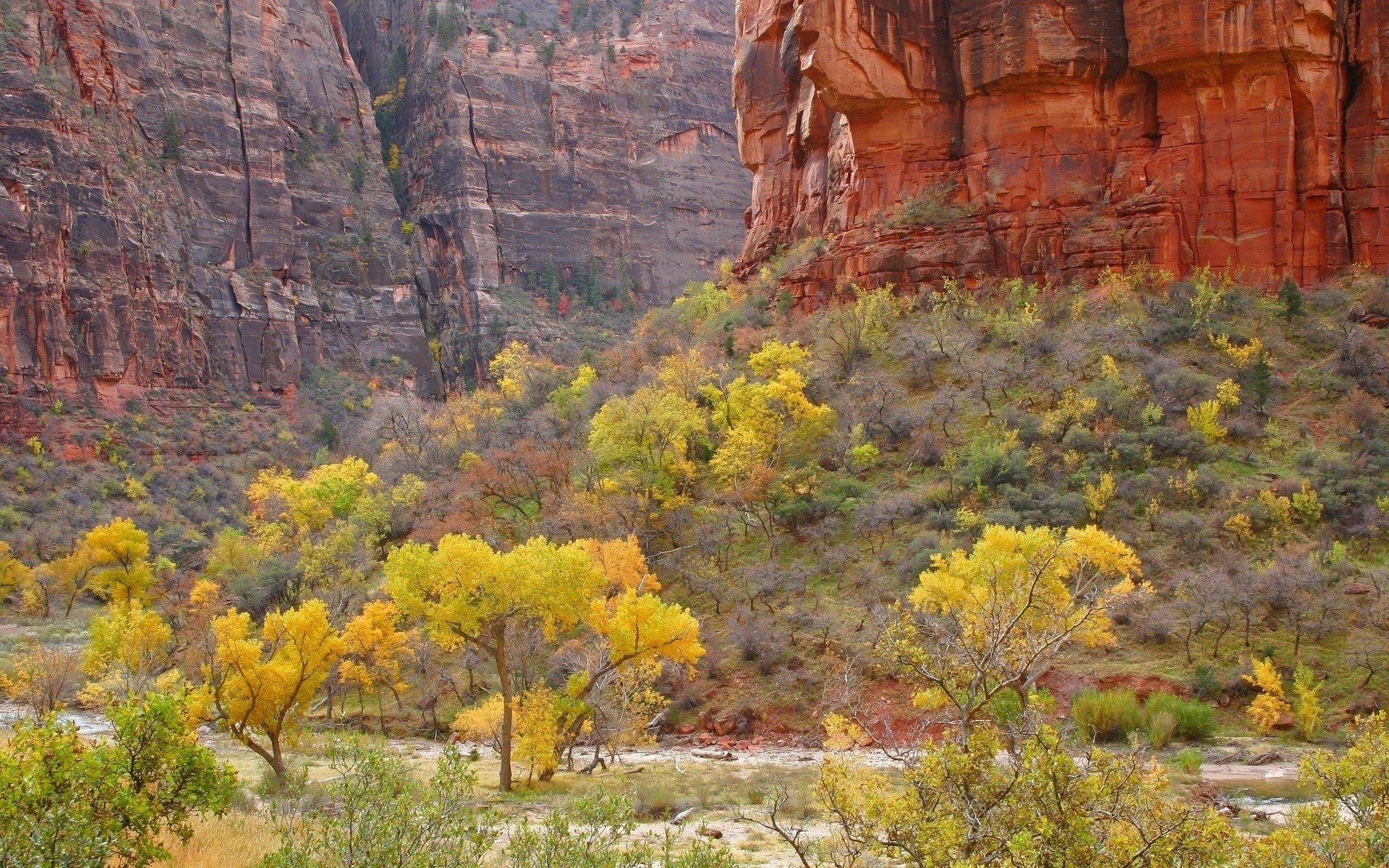Autumn trees in a canyon with red rock cliffs HD Wallpaper