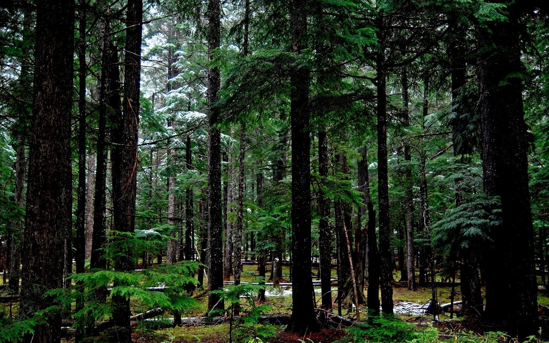 Dense forest with tall evergreen trees HD Wallpaper