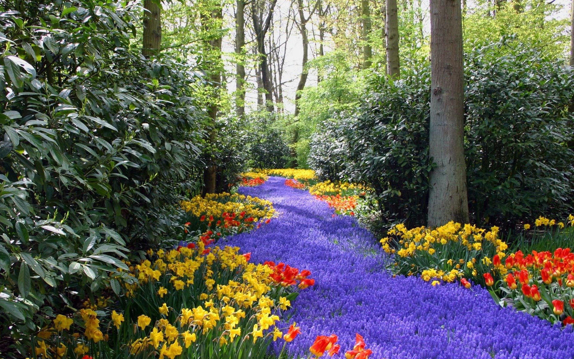 A winding path of purple flowers through a forest garden HD Wallpaper