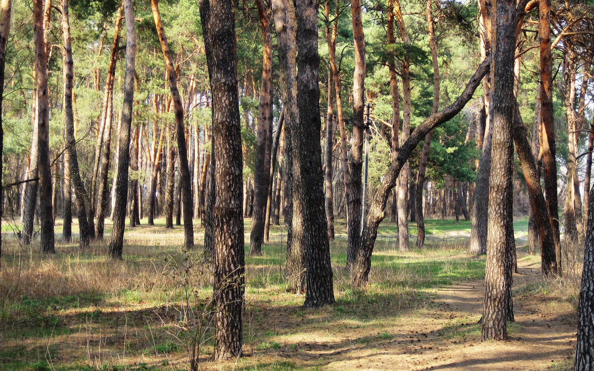 A sunlit pine forest with a dirt path HD Wallpaper