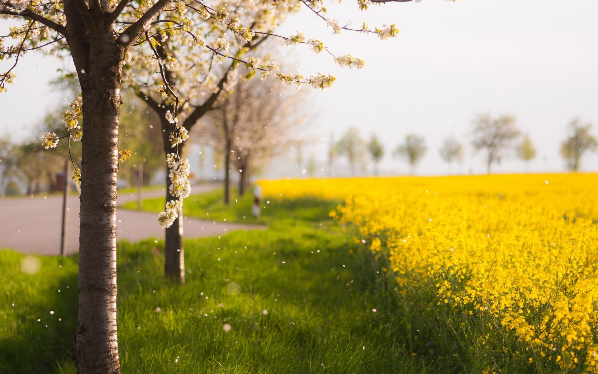 Blooming trees and a yellow field HD Wallpaper