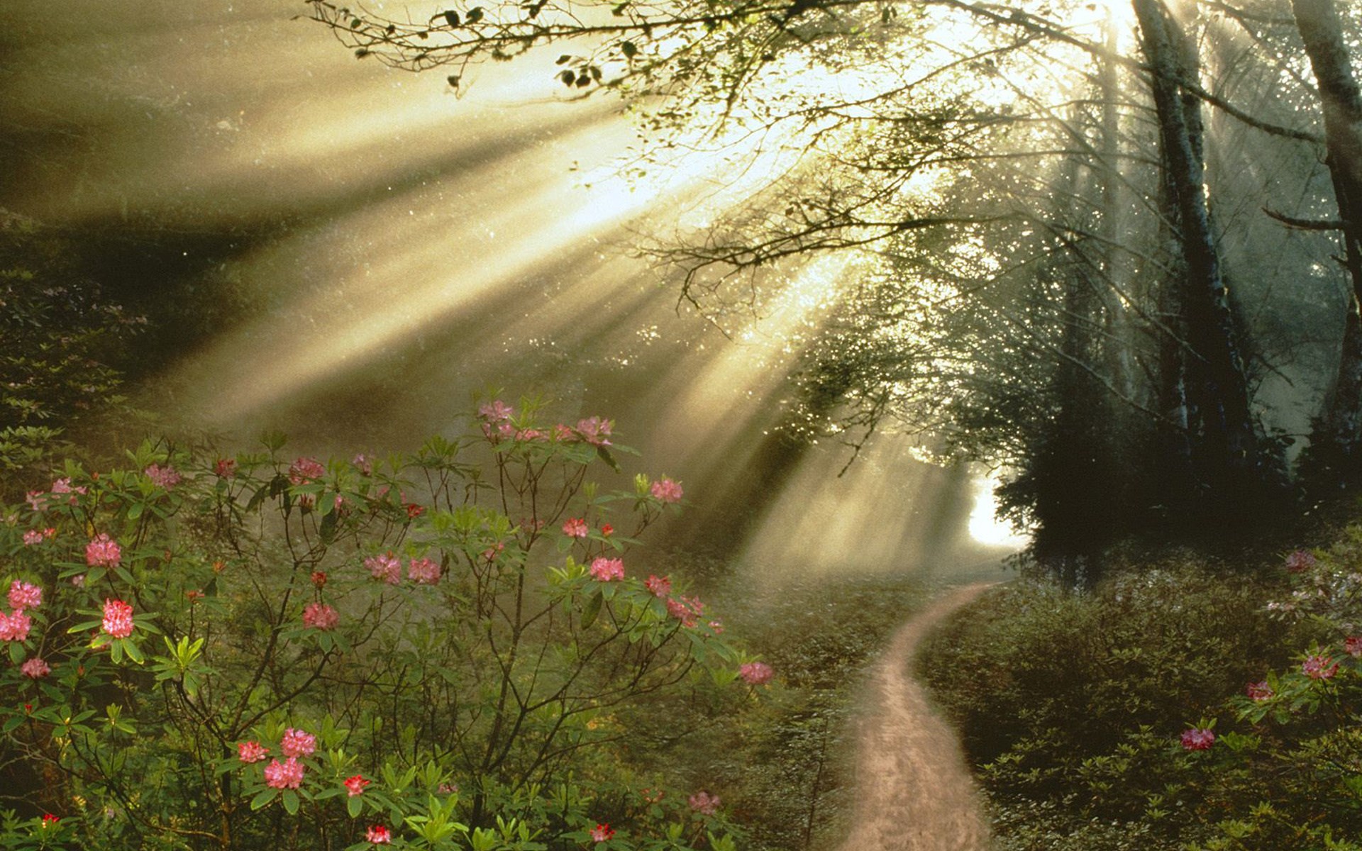 Sunbeams through a forest path with pink flowers HD Wallpaper