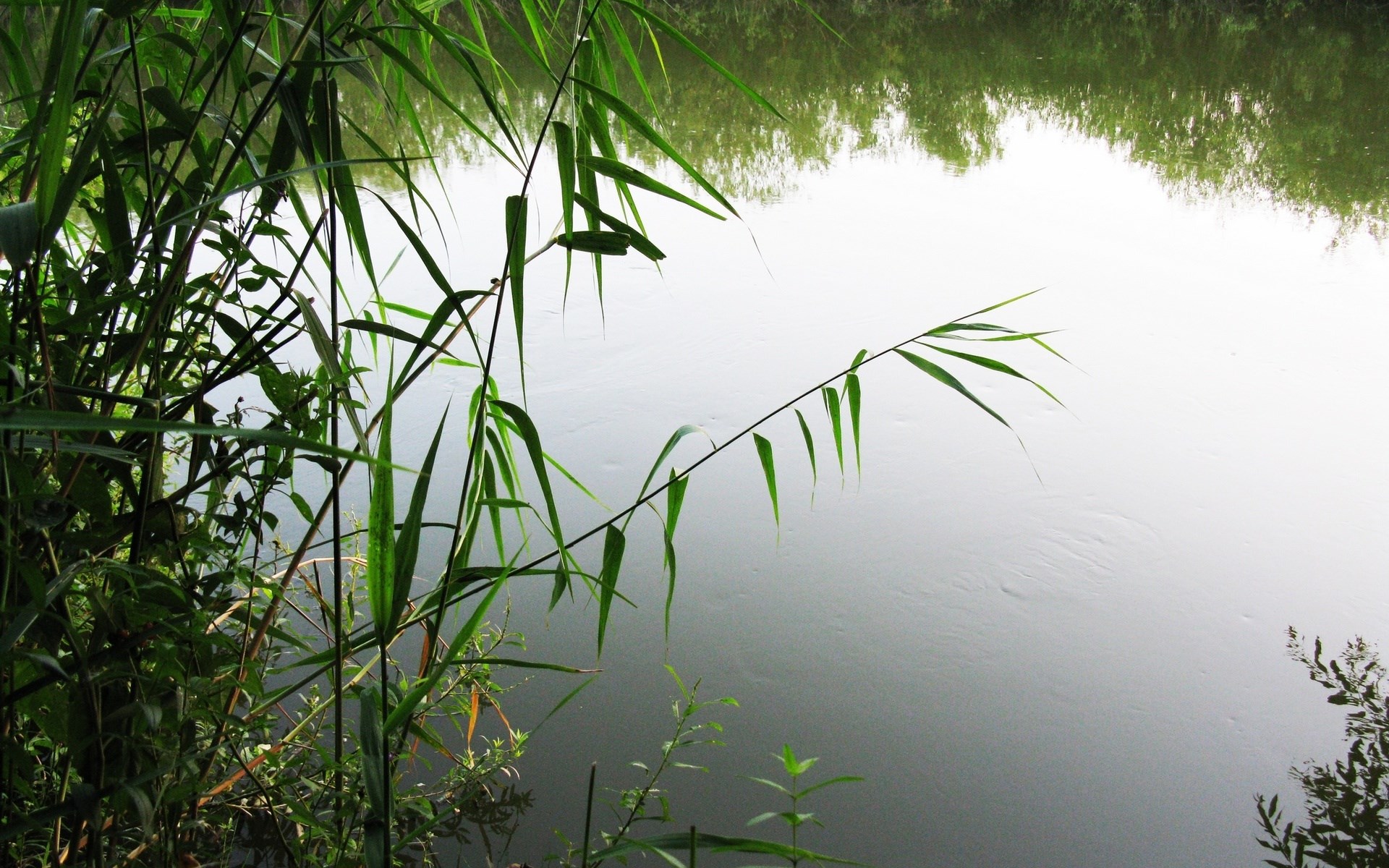 Reeds by the Water HD Wallpaper