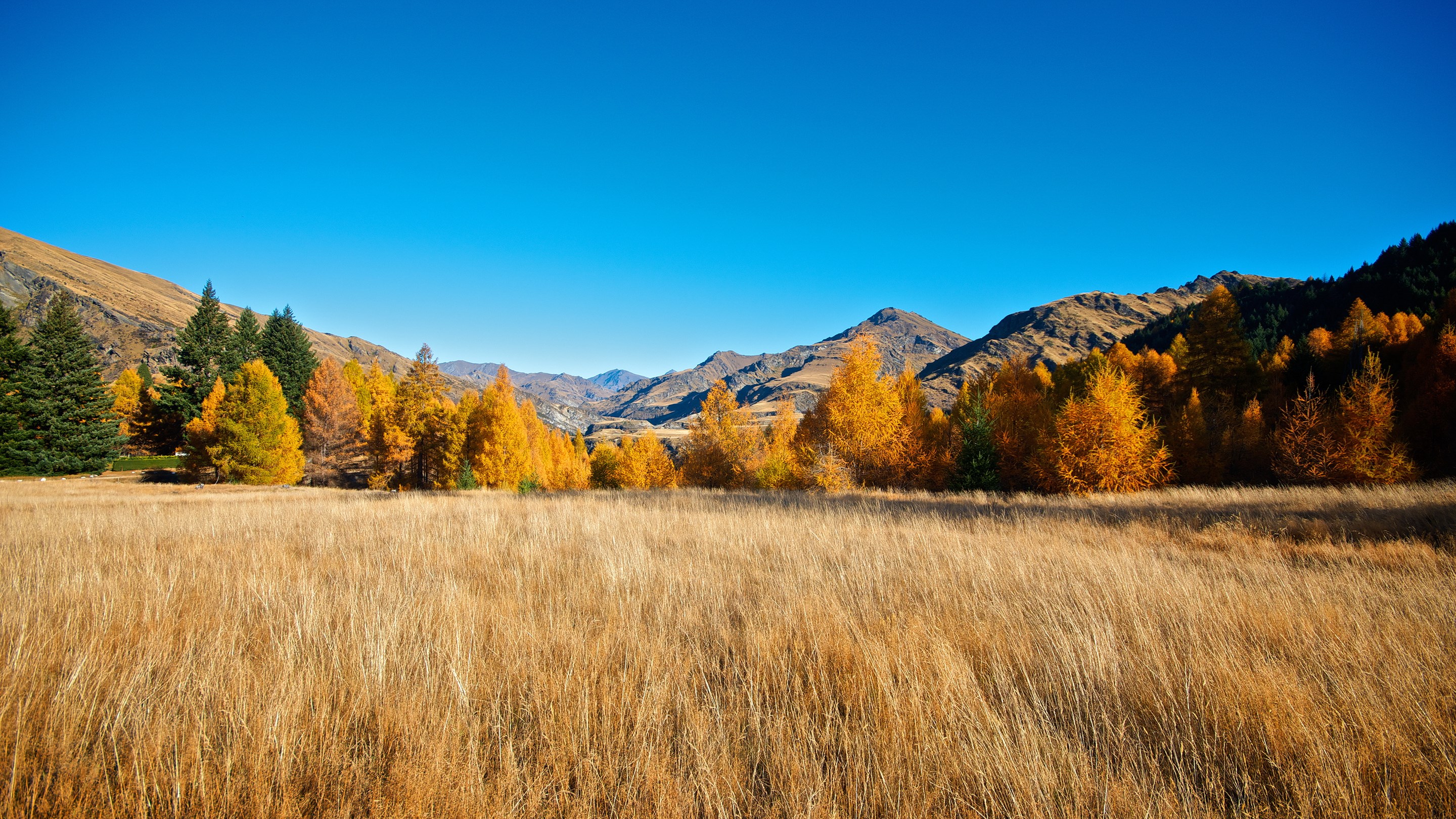 Autumn trees in a mountain landscape with dry grass field HD Wallpaper