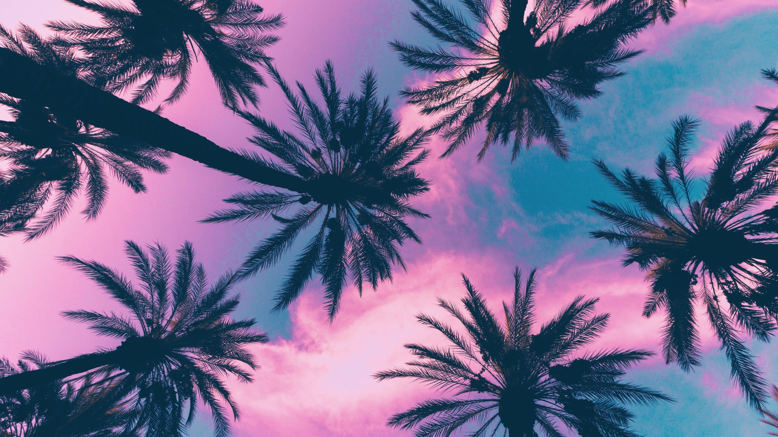 Palm trees against a pink and blue sky HD Wallpaper