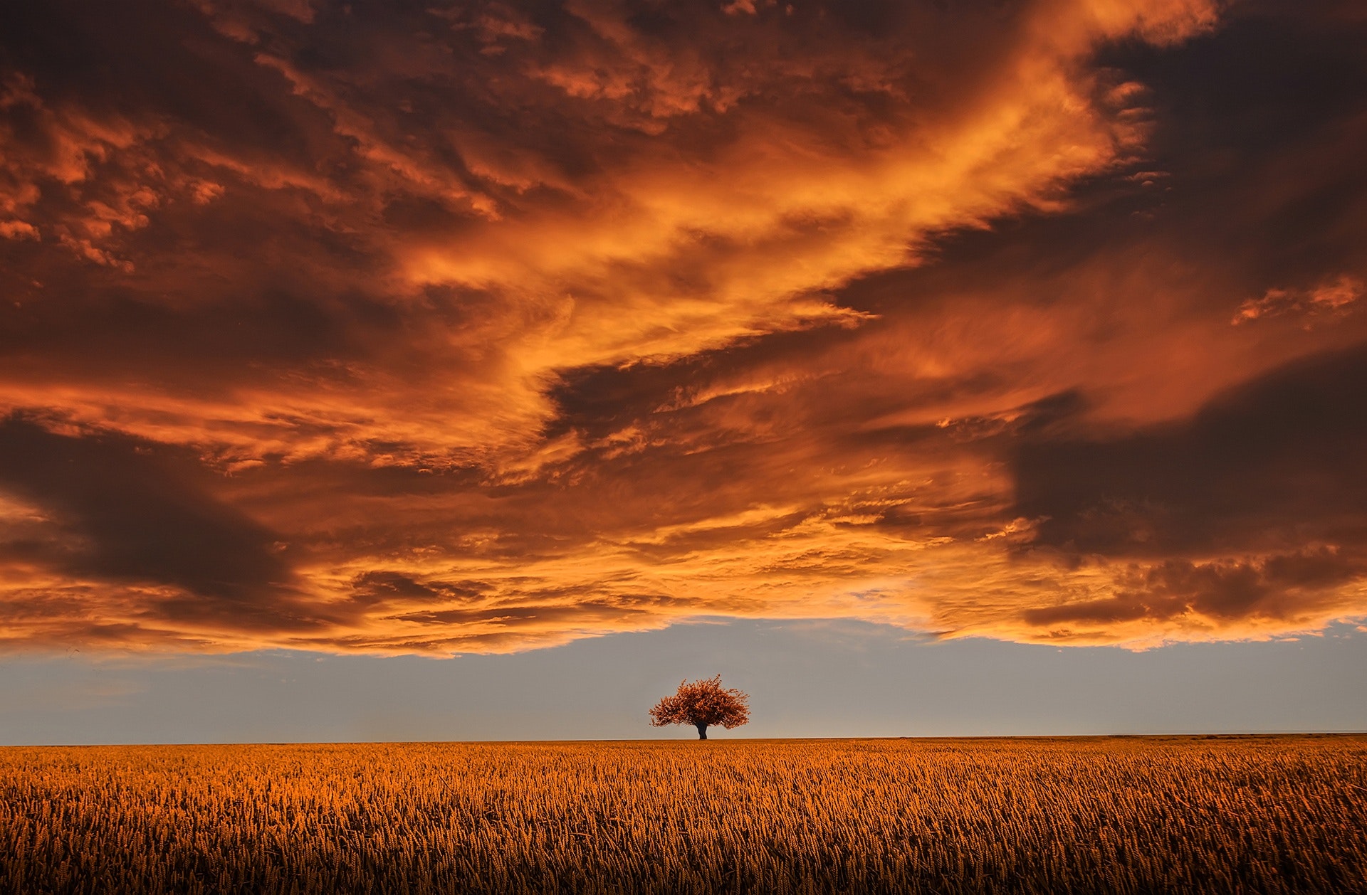 Lone tree in a field at sunset with orange clouds HD Wallpaper