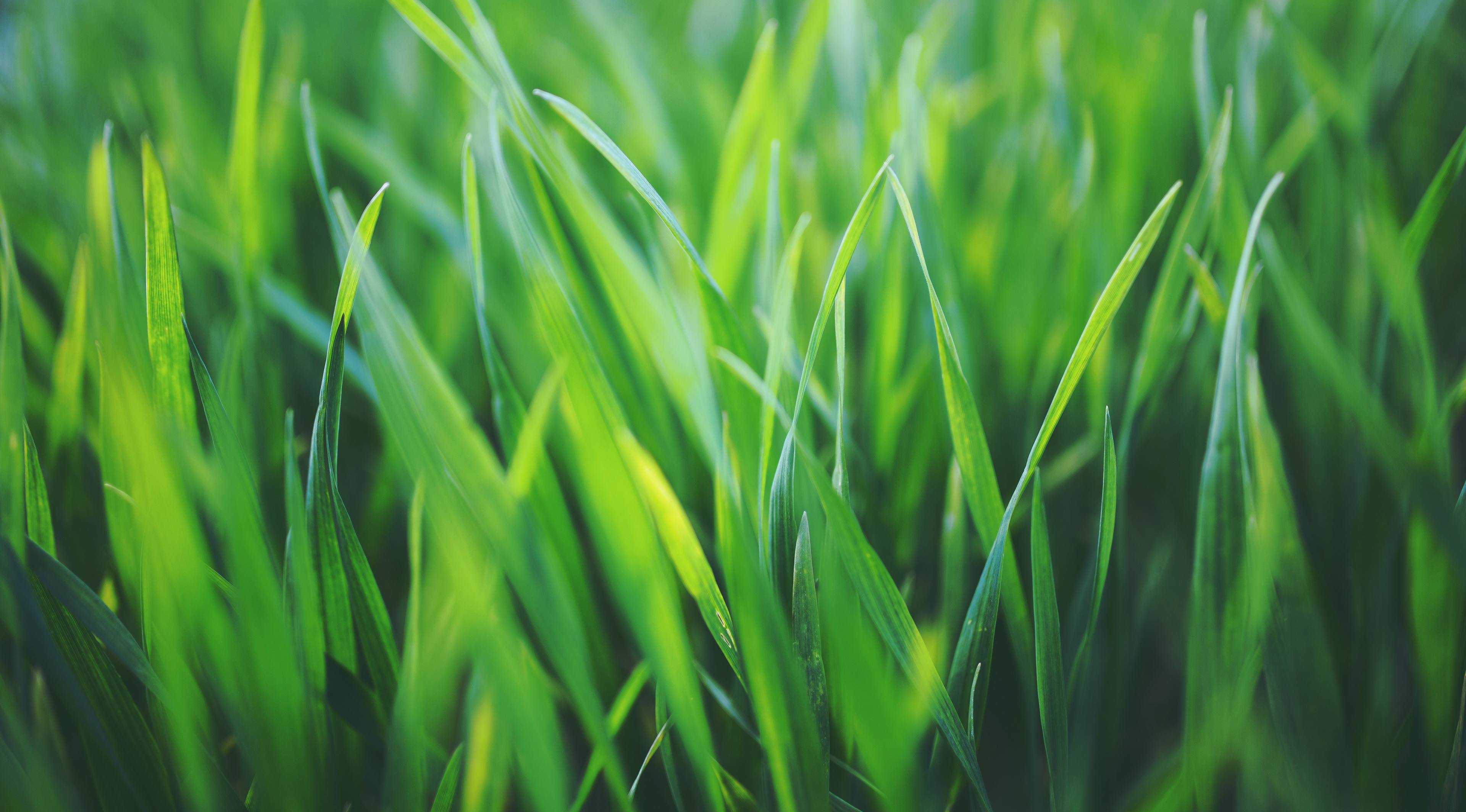 Close-up of green grass blades HD Wallpaper