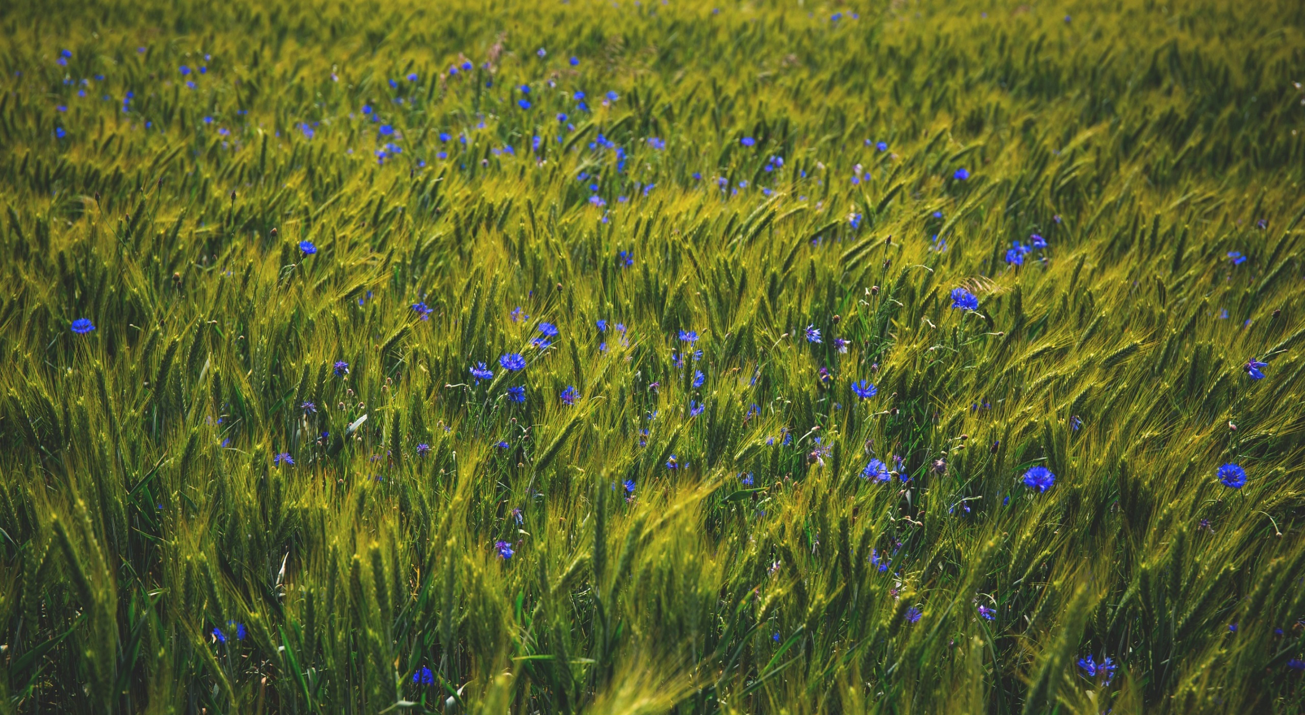 Field of wheat with blue flowers HD Wallpaper