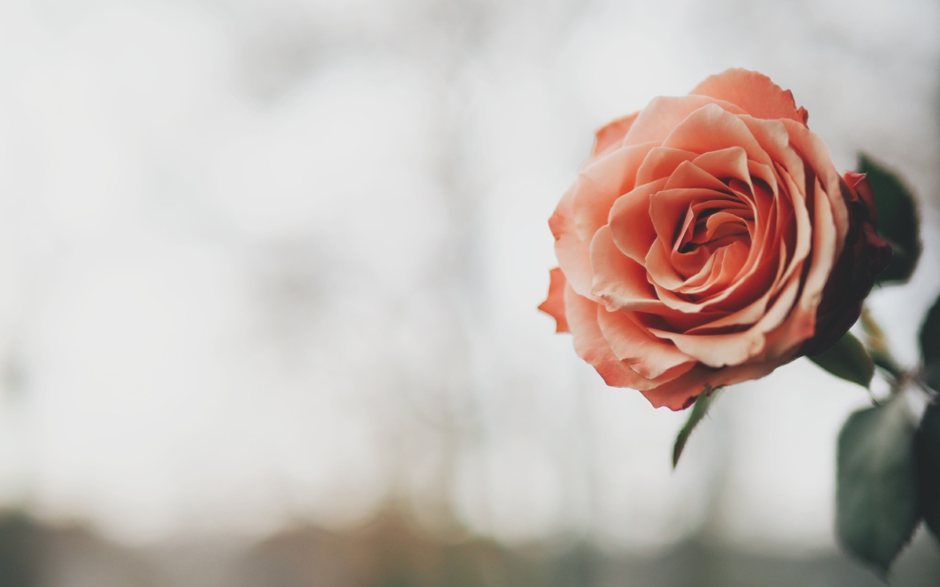 Close-up of a peach rose HD Wallpaper