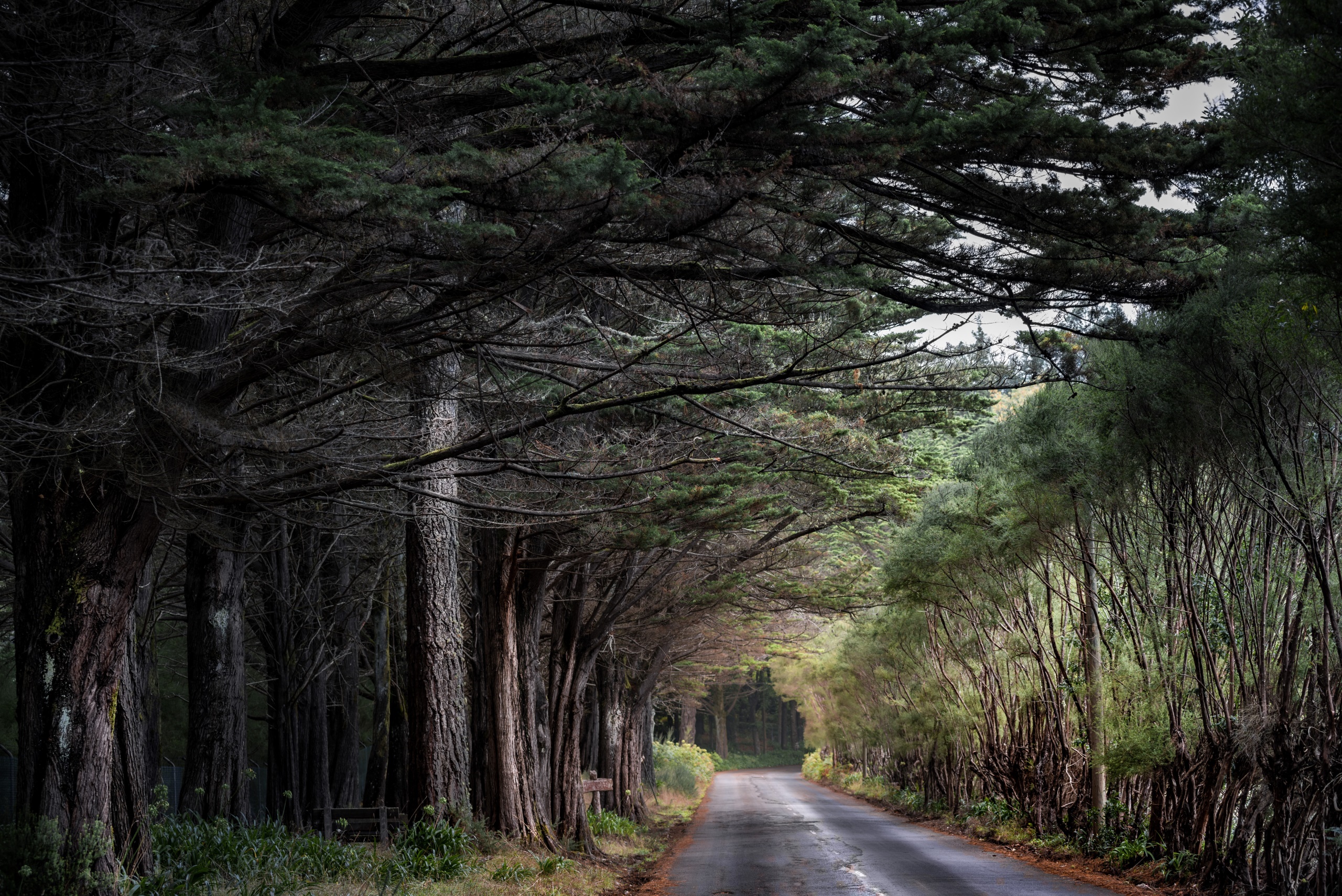 A tree-lined road through a forest HD Wallpaper