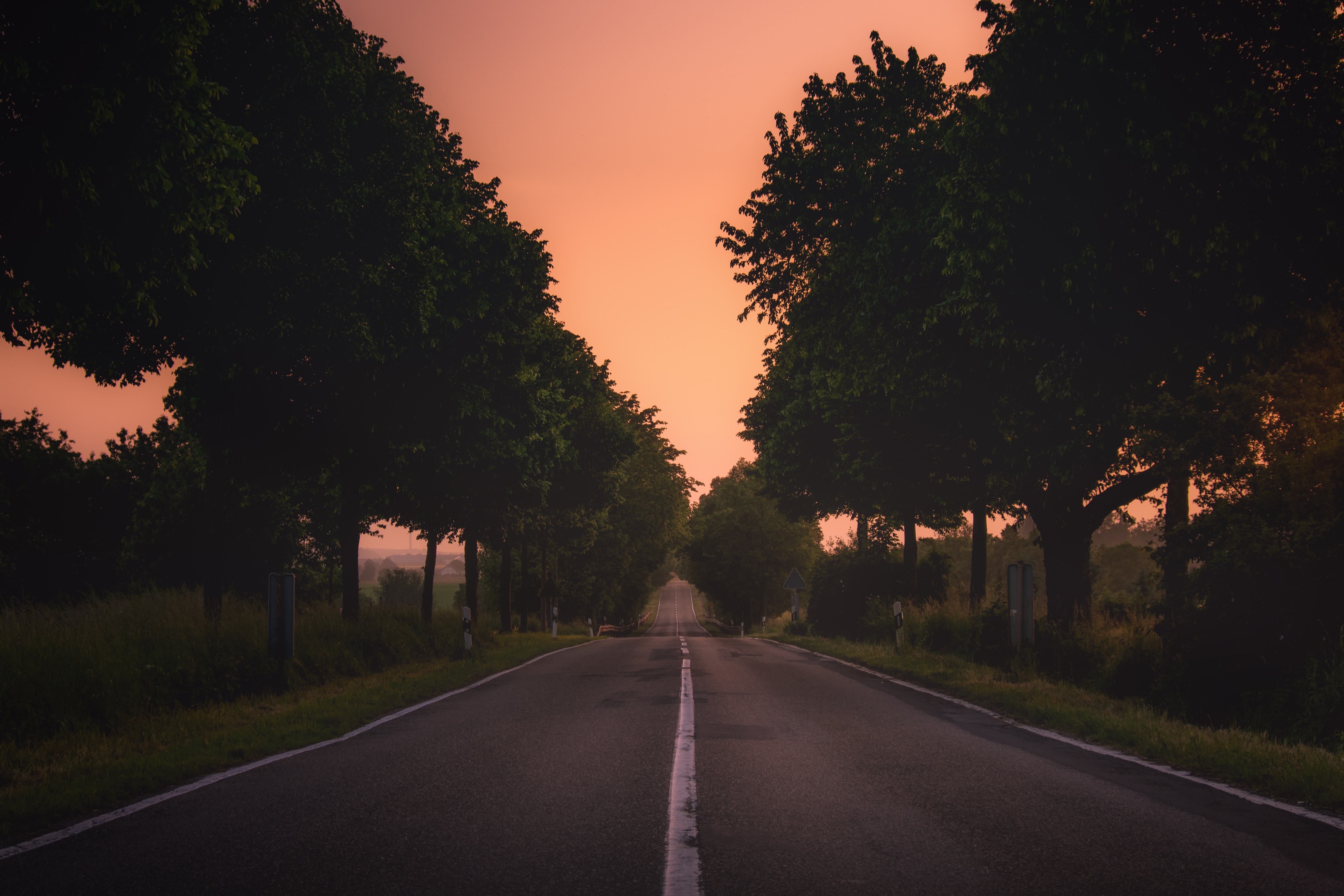 nature, Germany, grass, plants, Monsheim, road, trees, landscape HD Wallpaper
