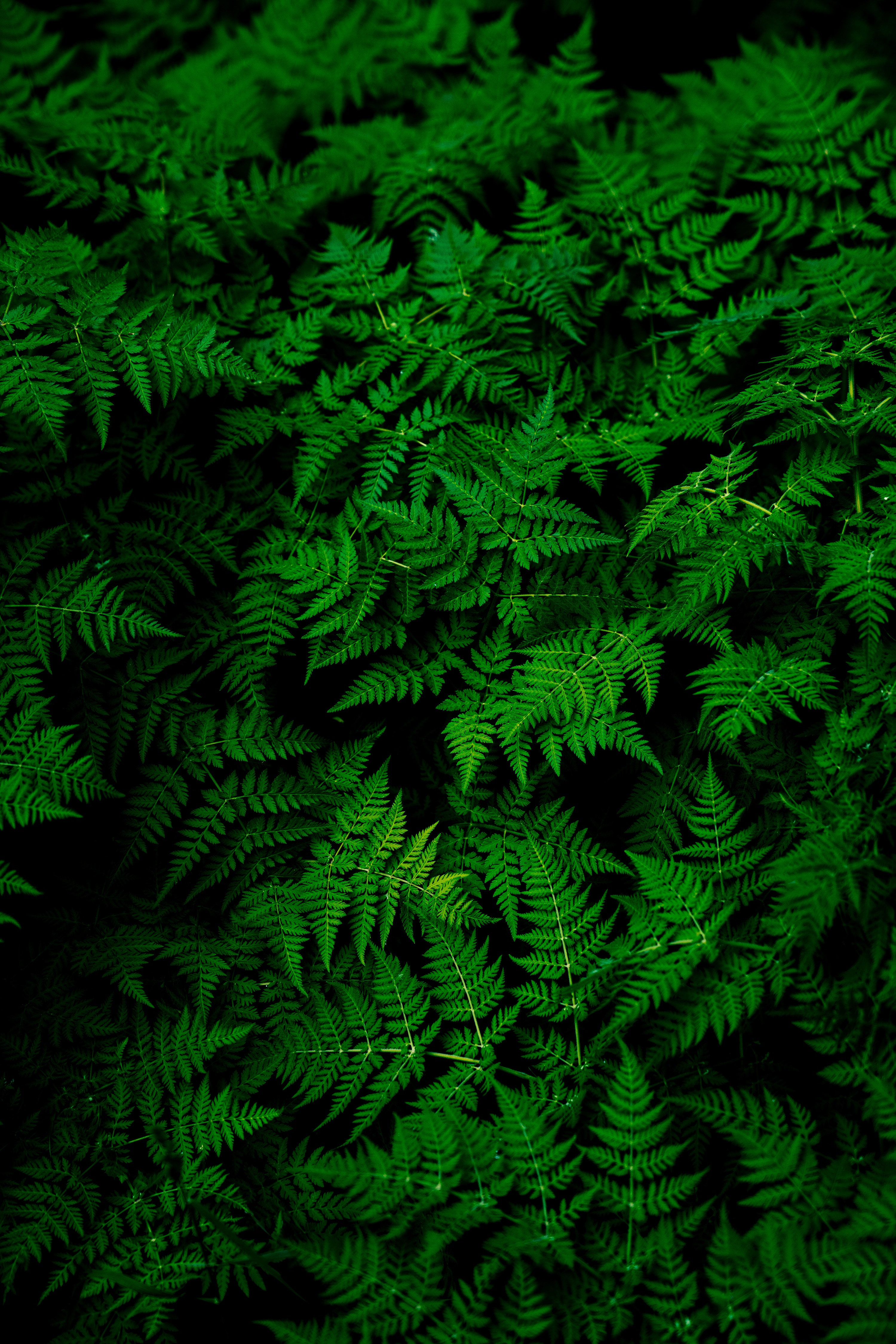 Close-up of lush green fern leaves HD Wallpaper