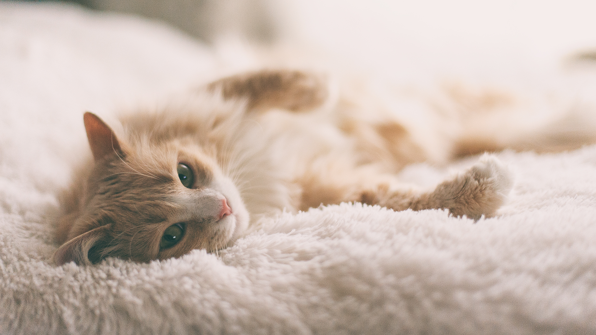 A fluffy orange and white cat lying on a soft blanket HD Wallpaper