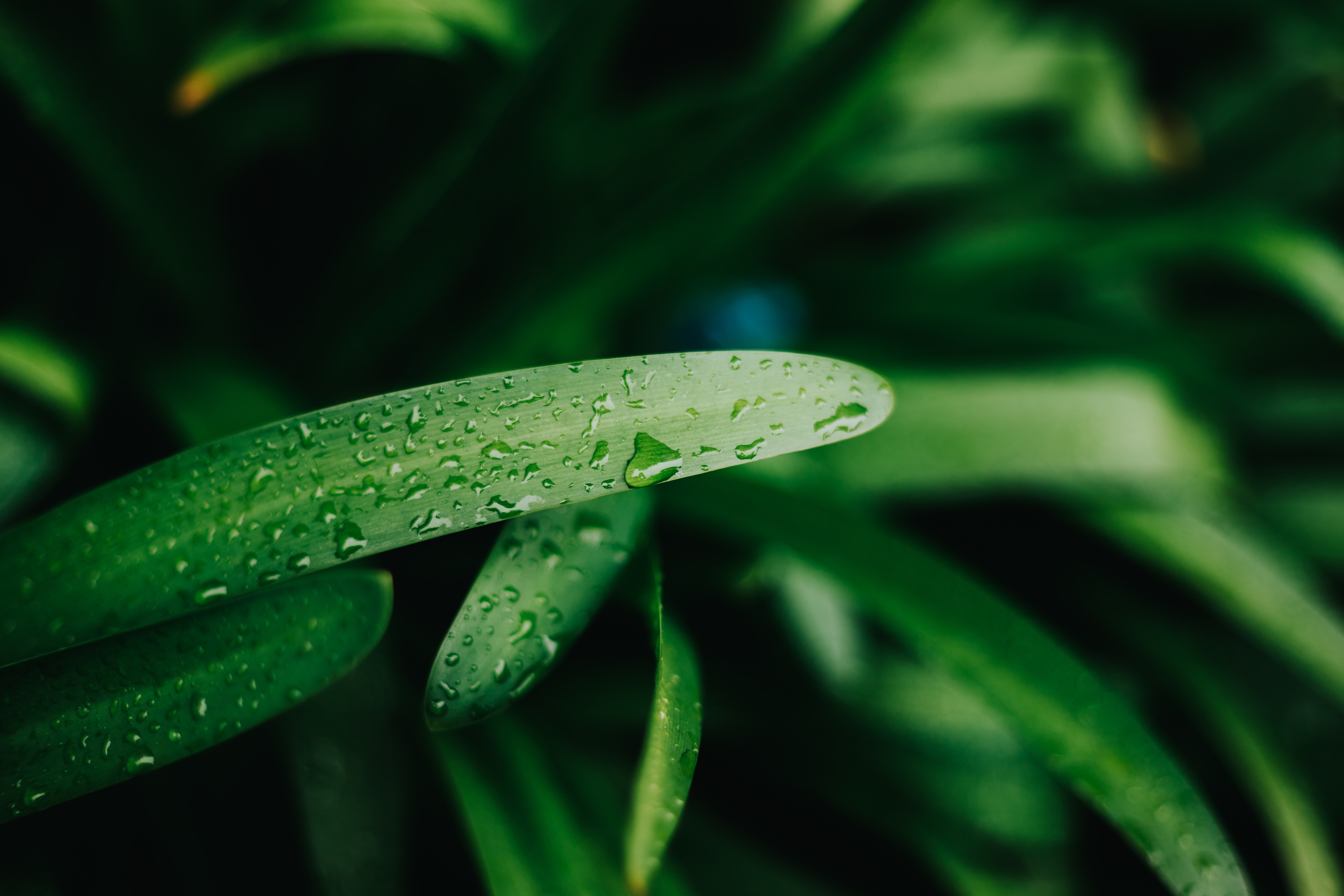 Green leaves with water drops, nature photography HD Wallpaper