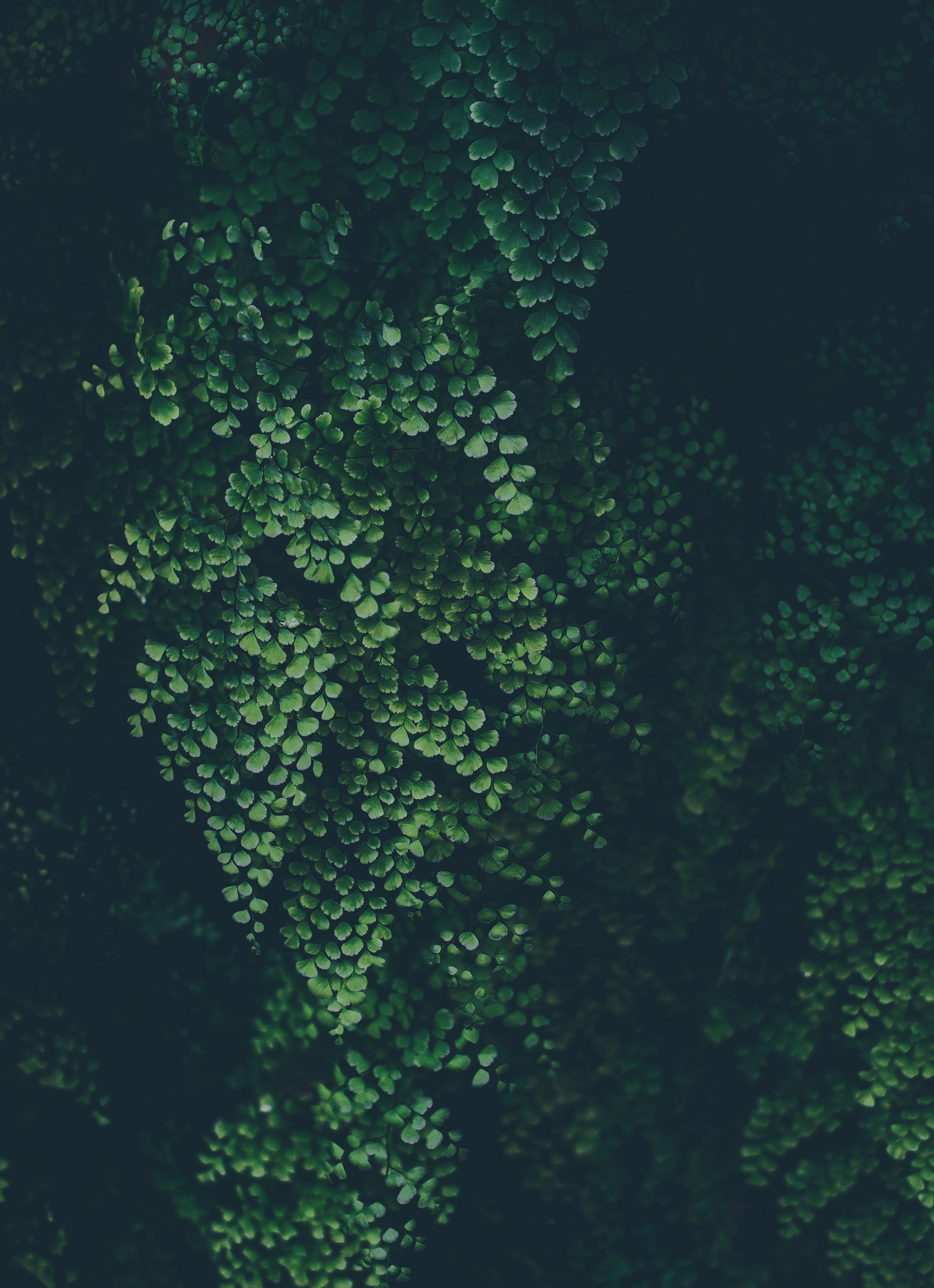 Close-up of dark green fern foliage HD Wallpaper