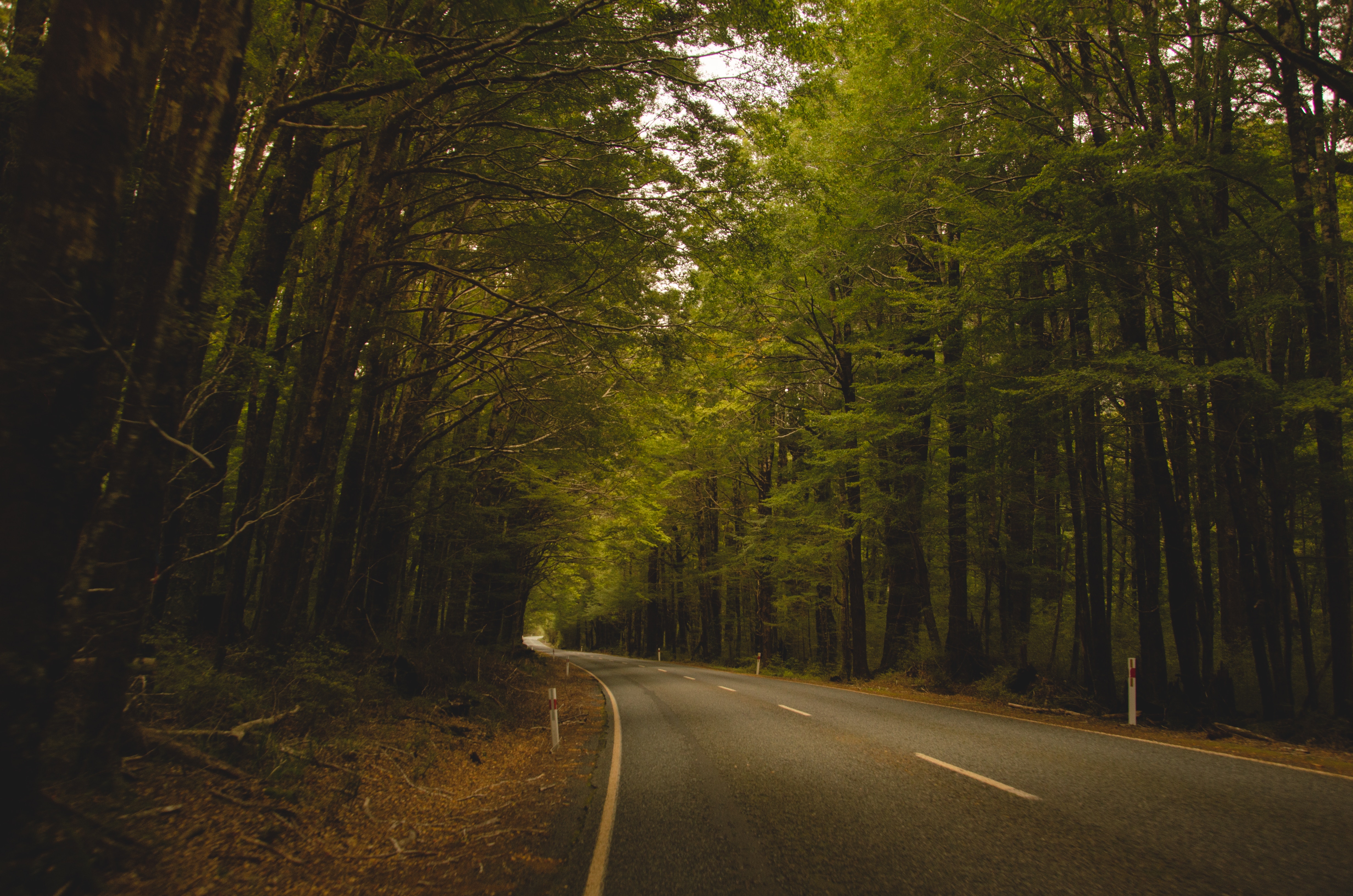 Road through a dense forest in New Zealand HD Wallpaper