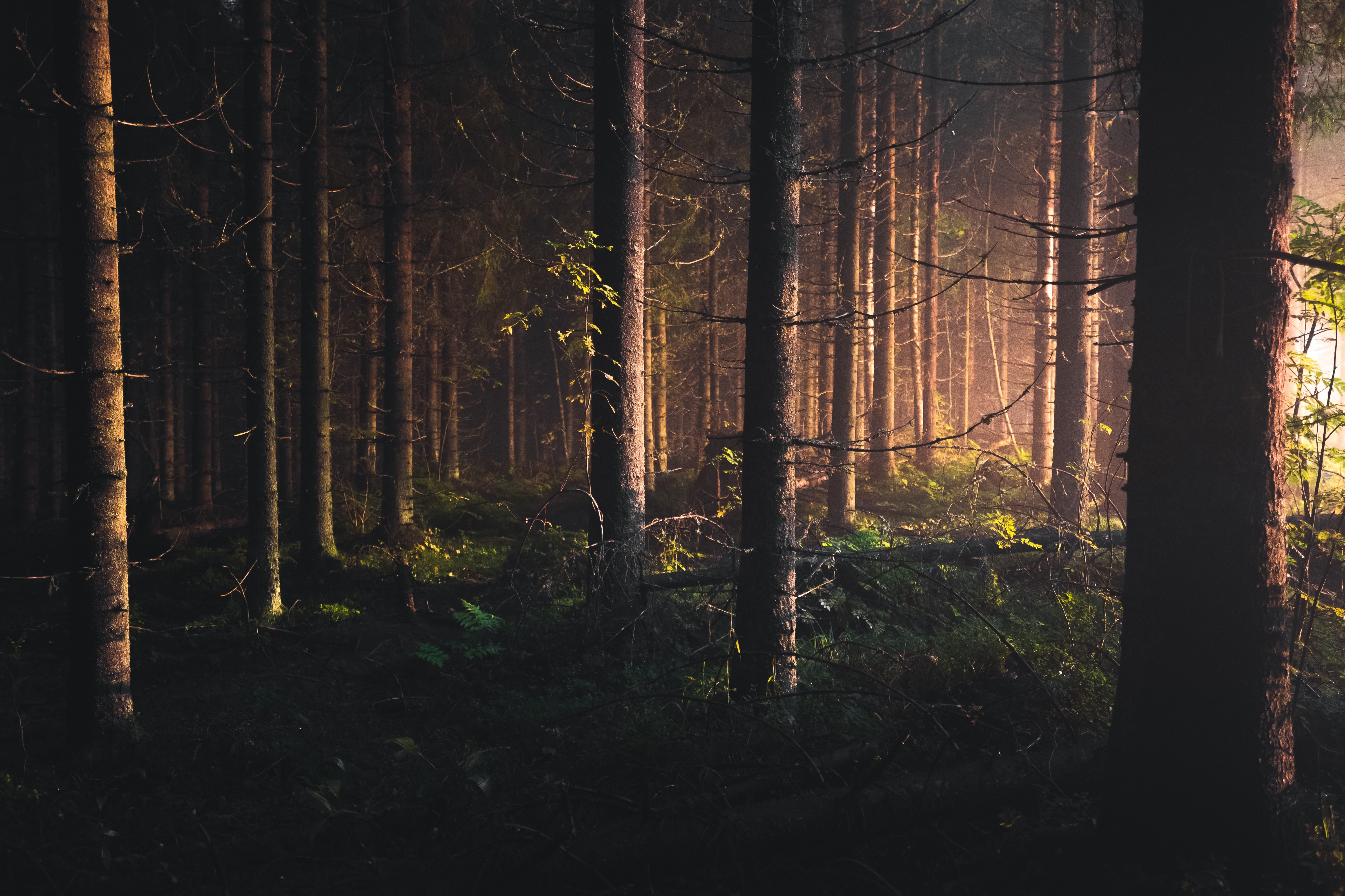 Sunlight filtering through trees in a dark forest HD Wallpaper