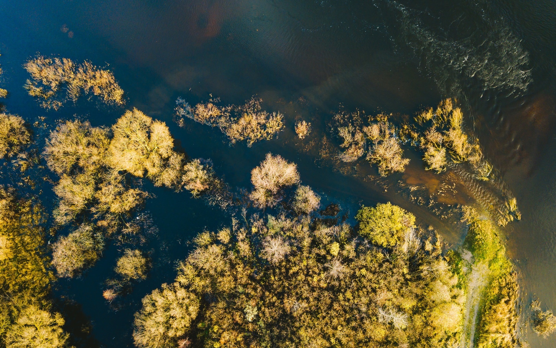 Aerial view of trees and water HD Wallpaper