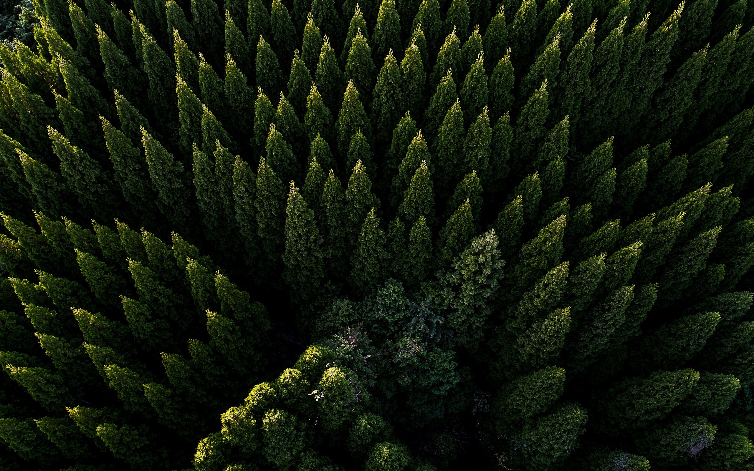 Aerial view of a dense green forest HD Wallpaper