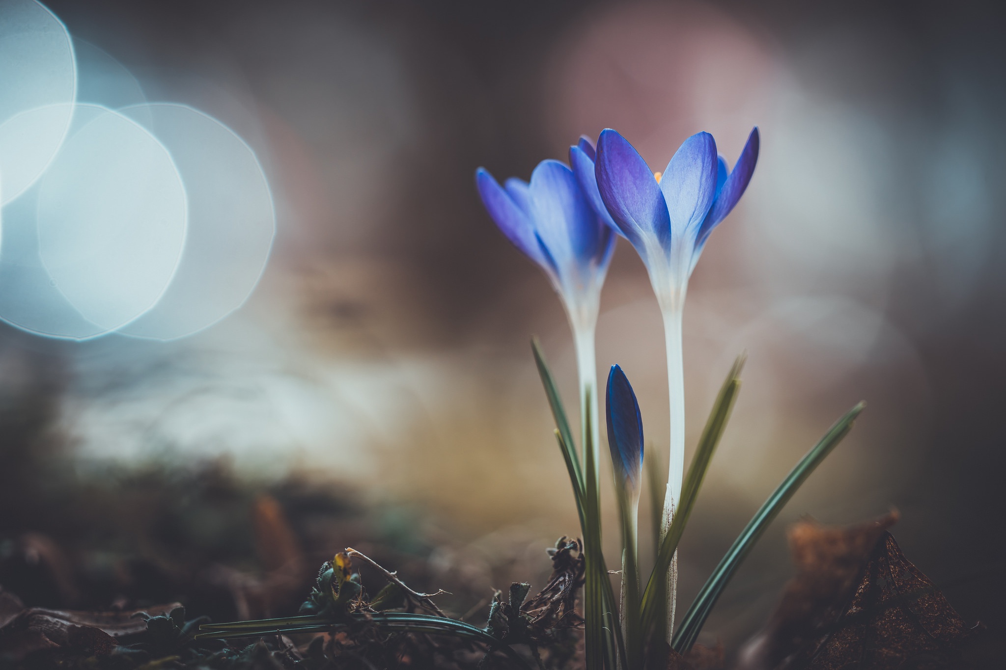 Blue Crocus Flowers with Bokeh Lights HD Wallpaper