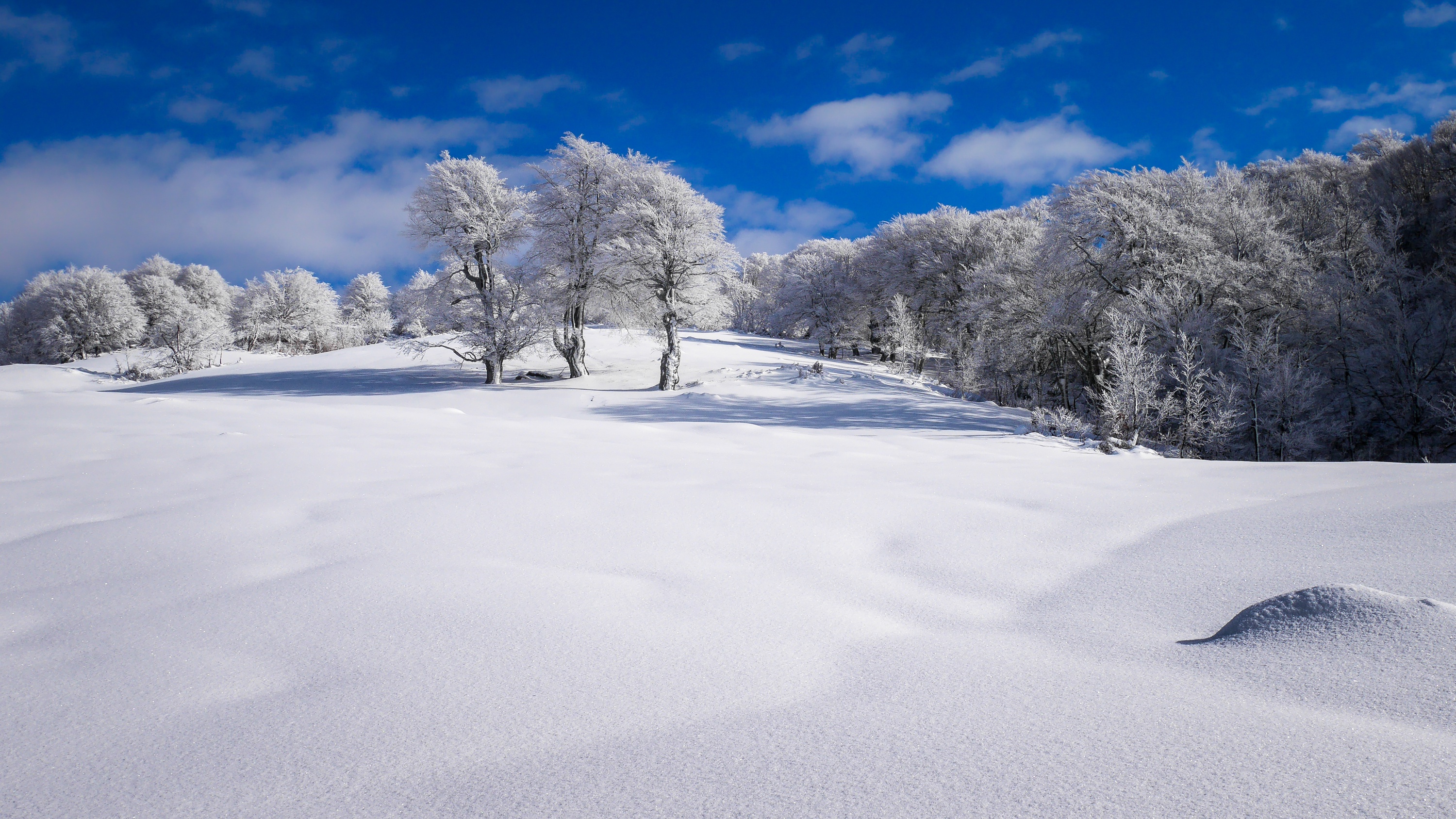 Snow covered trees under a blue sky HD Wallpaper