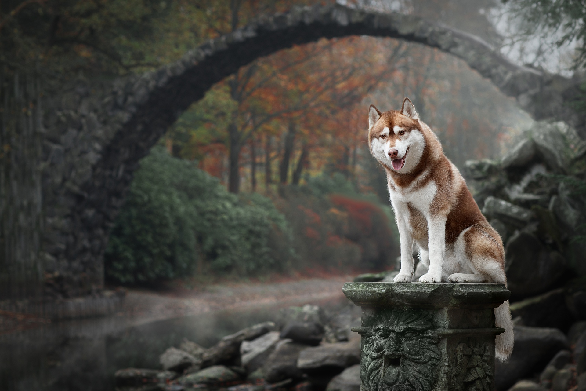 Husky dog sitting on a stone pedestal near a bridge HD Wallpaper