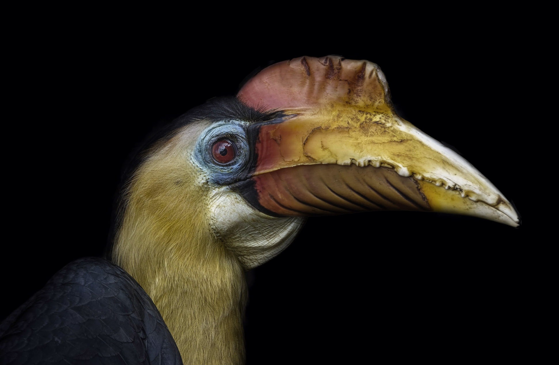 Close-up of a Hornbill bird's head HD Wallpaper