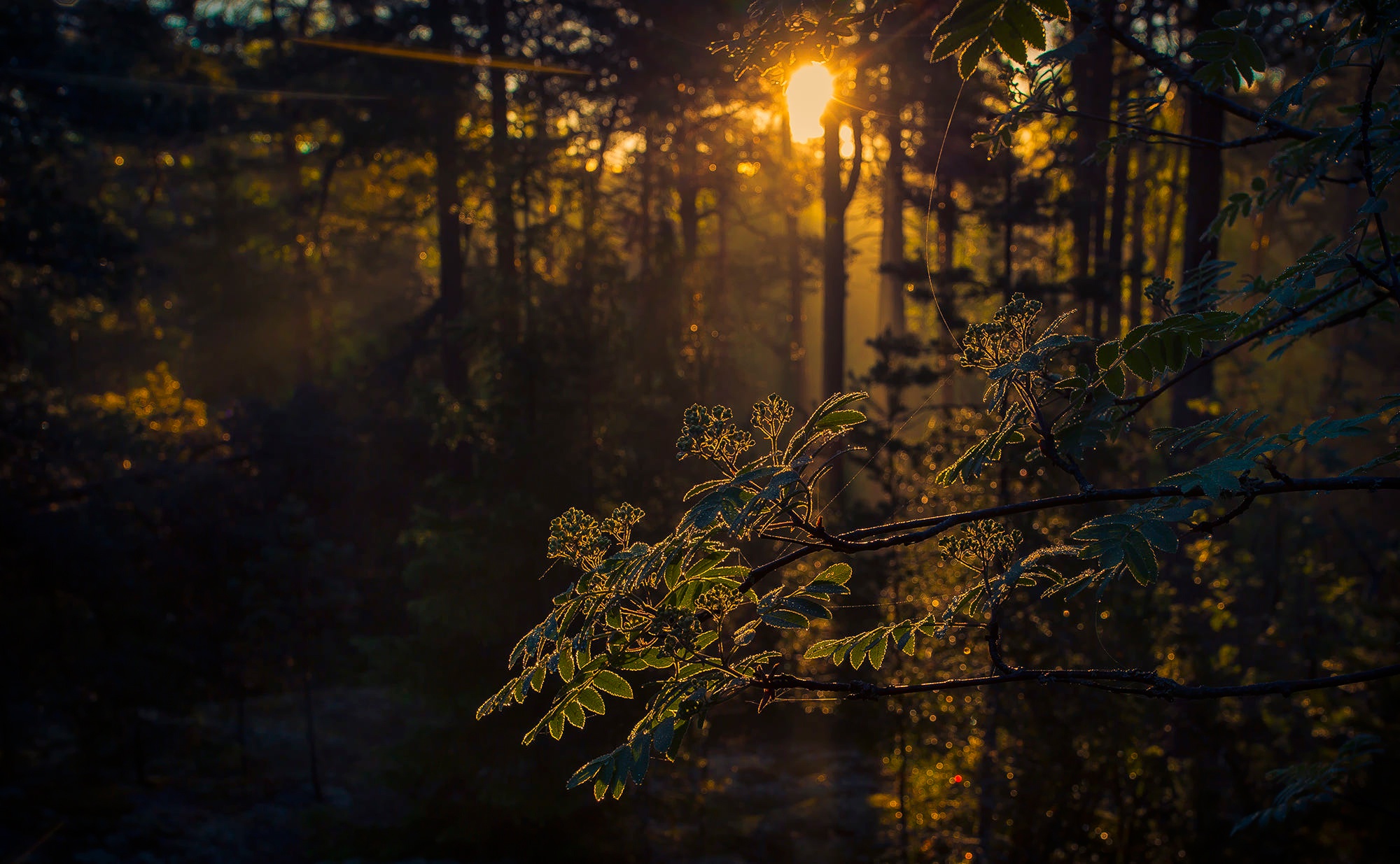 Sunlight filtering through trees in a forest HD Wallpaper