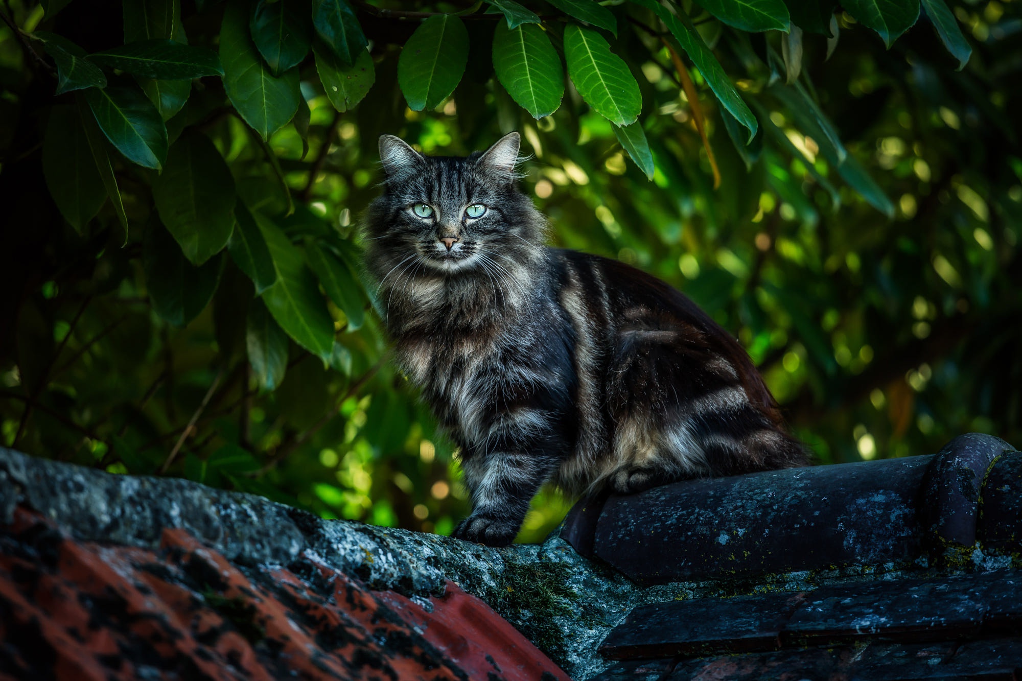 A fluffy cat sits on a rooftop surrounded by leaves HD Wallpaper