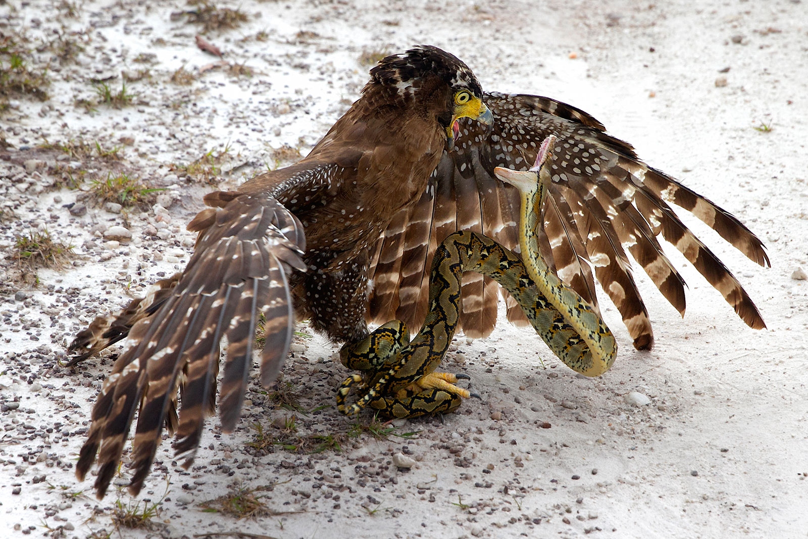Eagle fighting a snake HD Wallpaper
