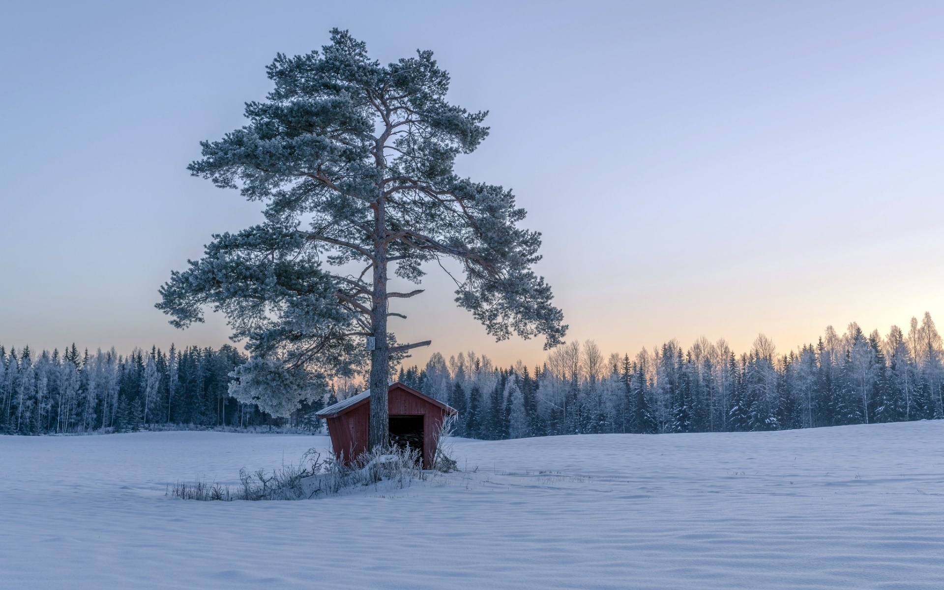 Winter landscape with a lone pine tree and a small red shed HD Wallpaper
