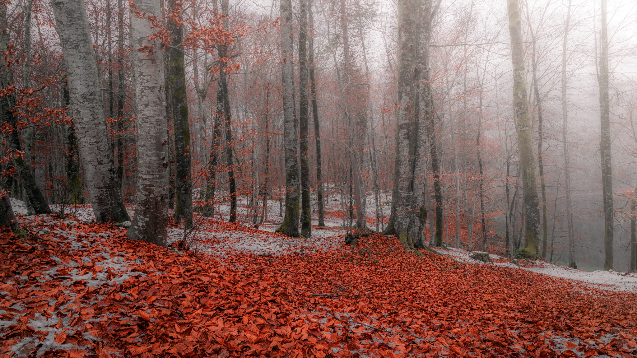 Autumn forest with fallen leaves and fog HD Wallpaper